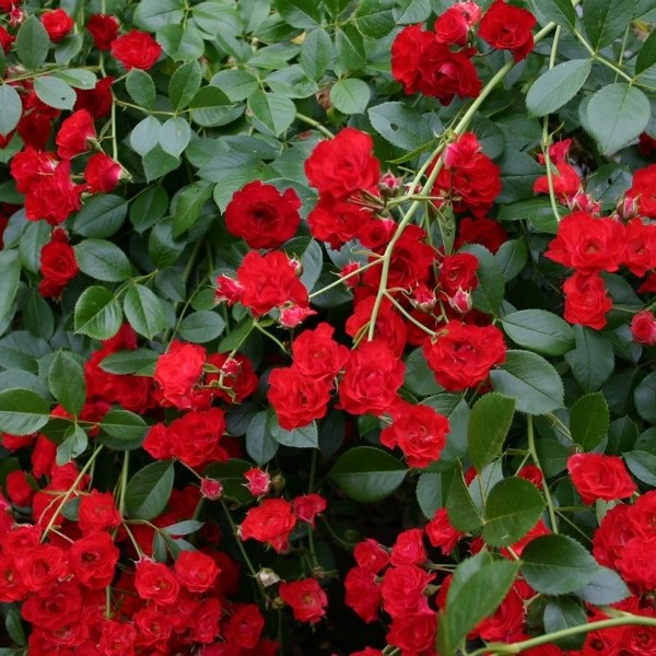 Scarlet Meidiland