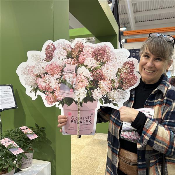 Hydrangea paniculata Groundbreaker Blush