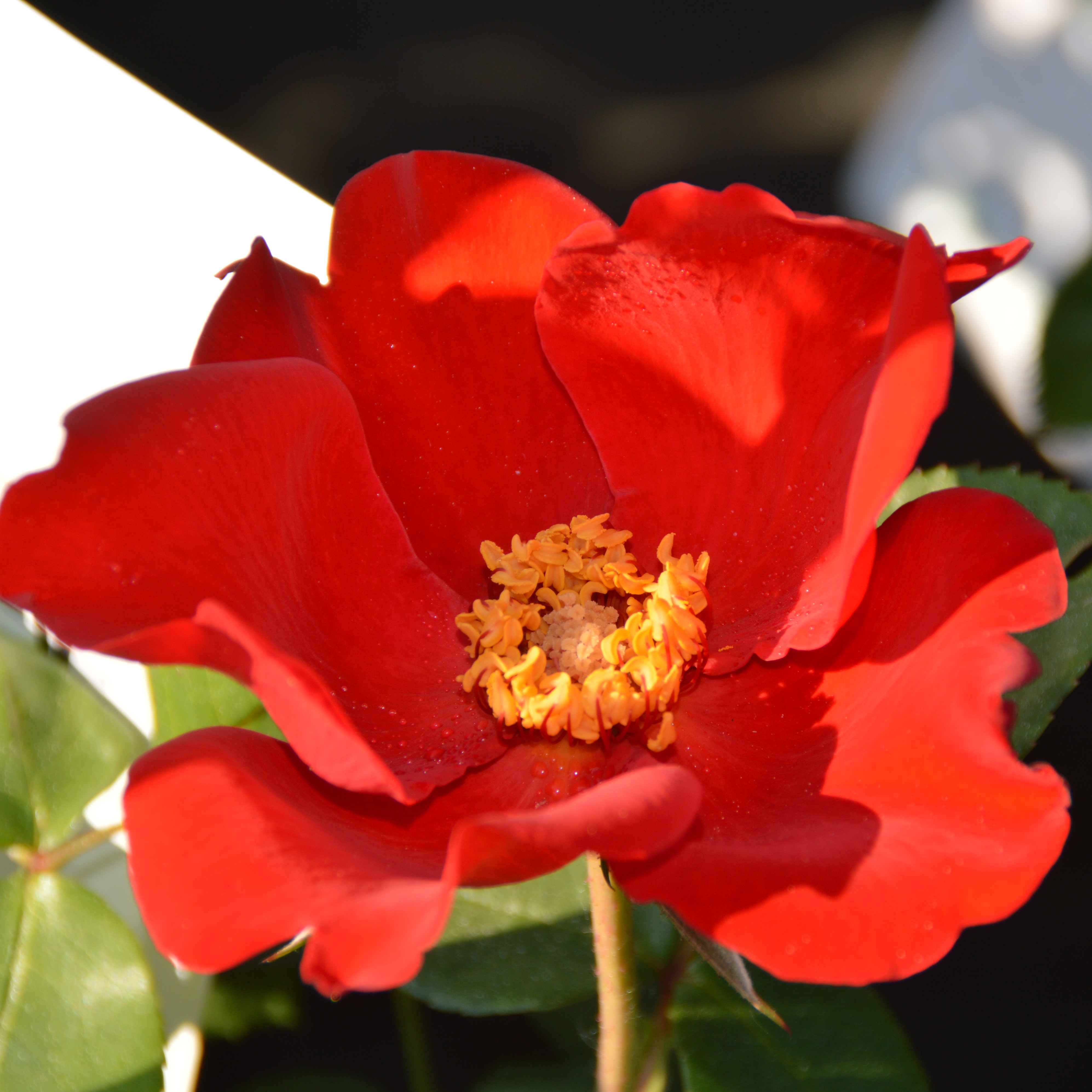 Altissimo