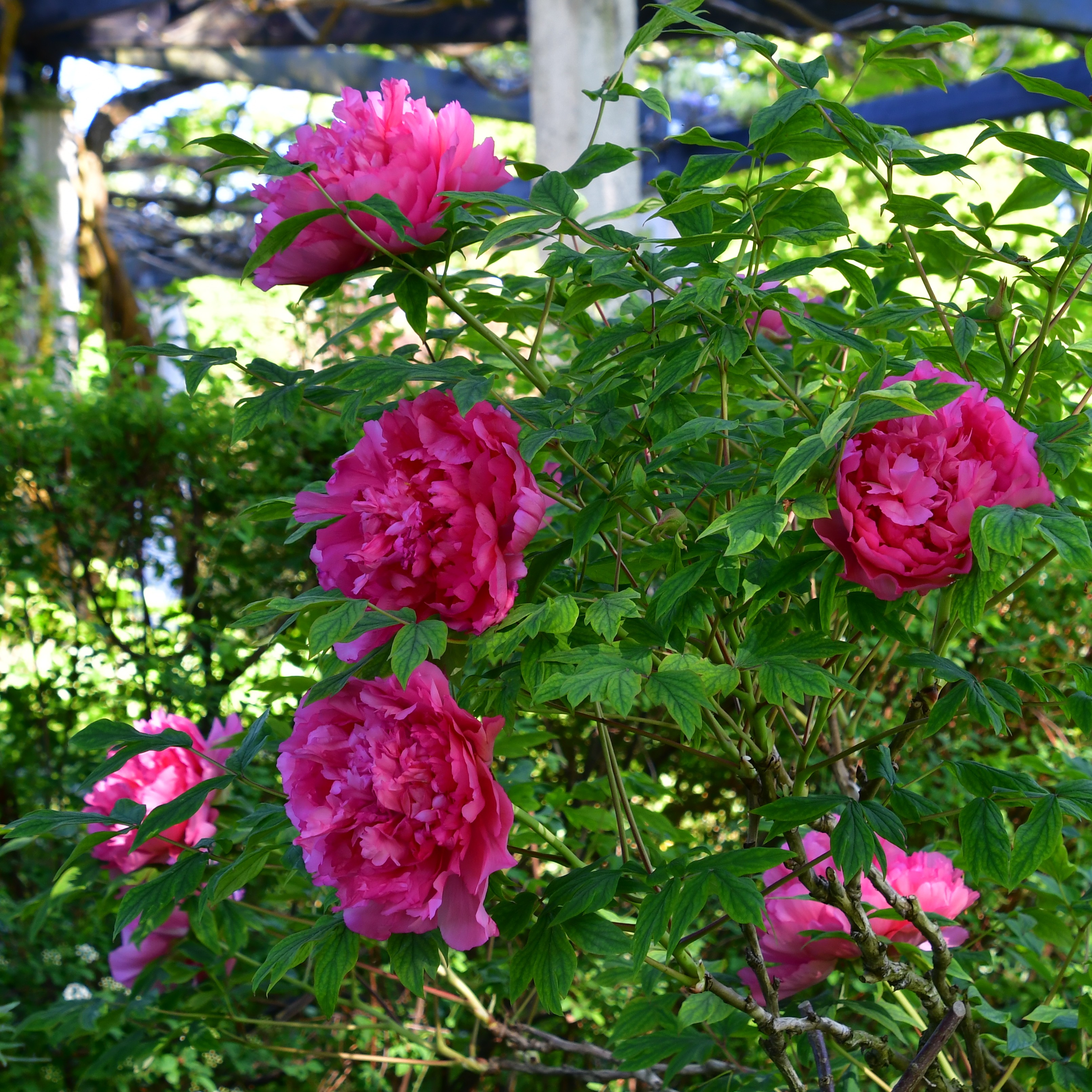 Paeonia suffruticosa Juan Ye Hong