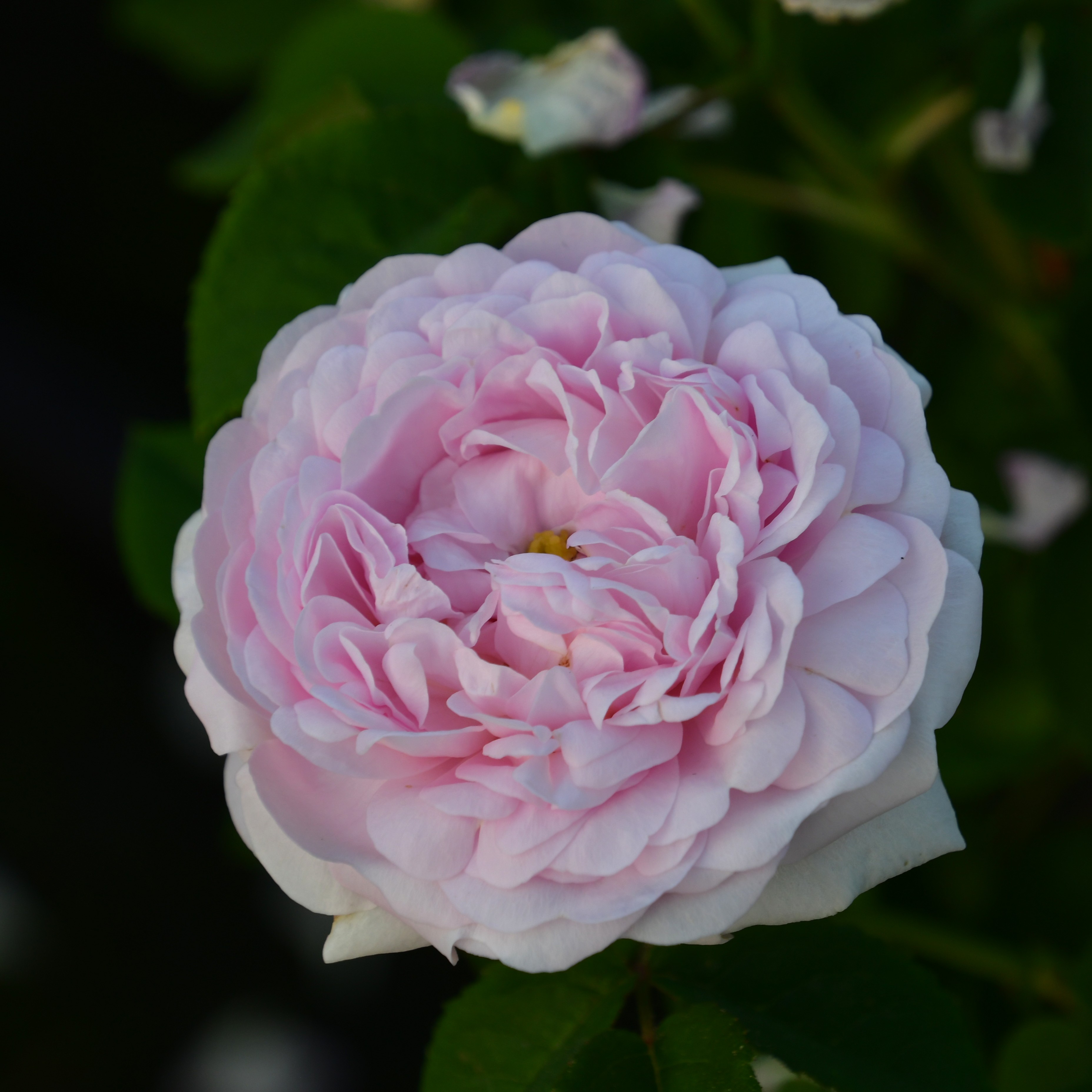 Duchesse de Montebello