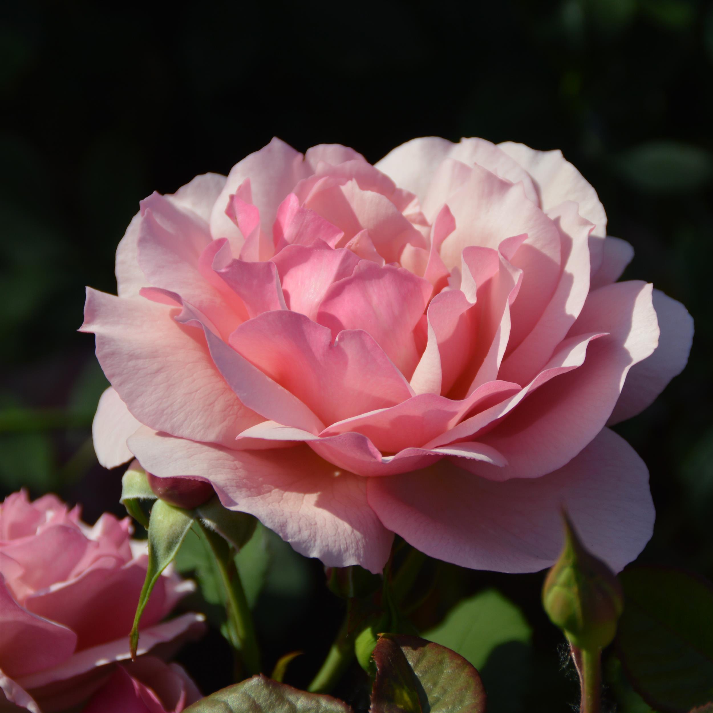 Georgette´s Lace