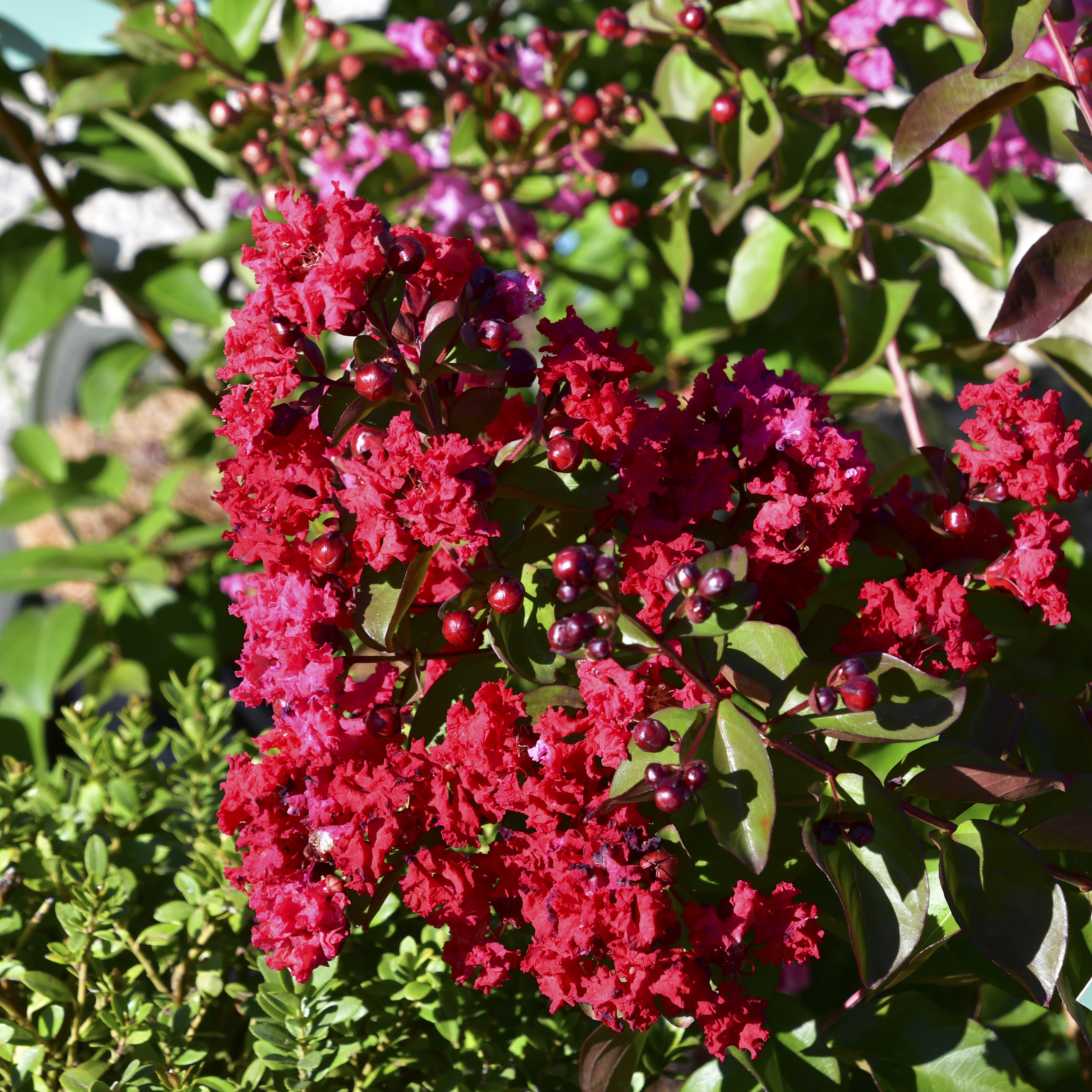 Lagerstroemia Dynamite 5L