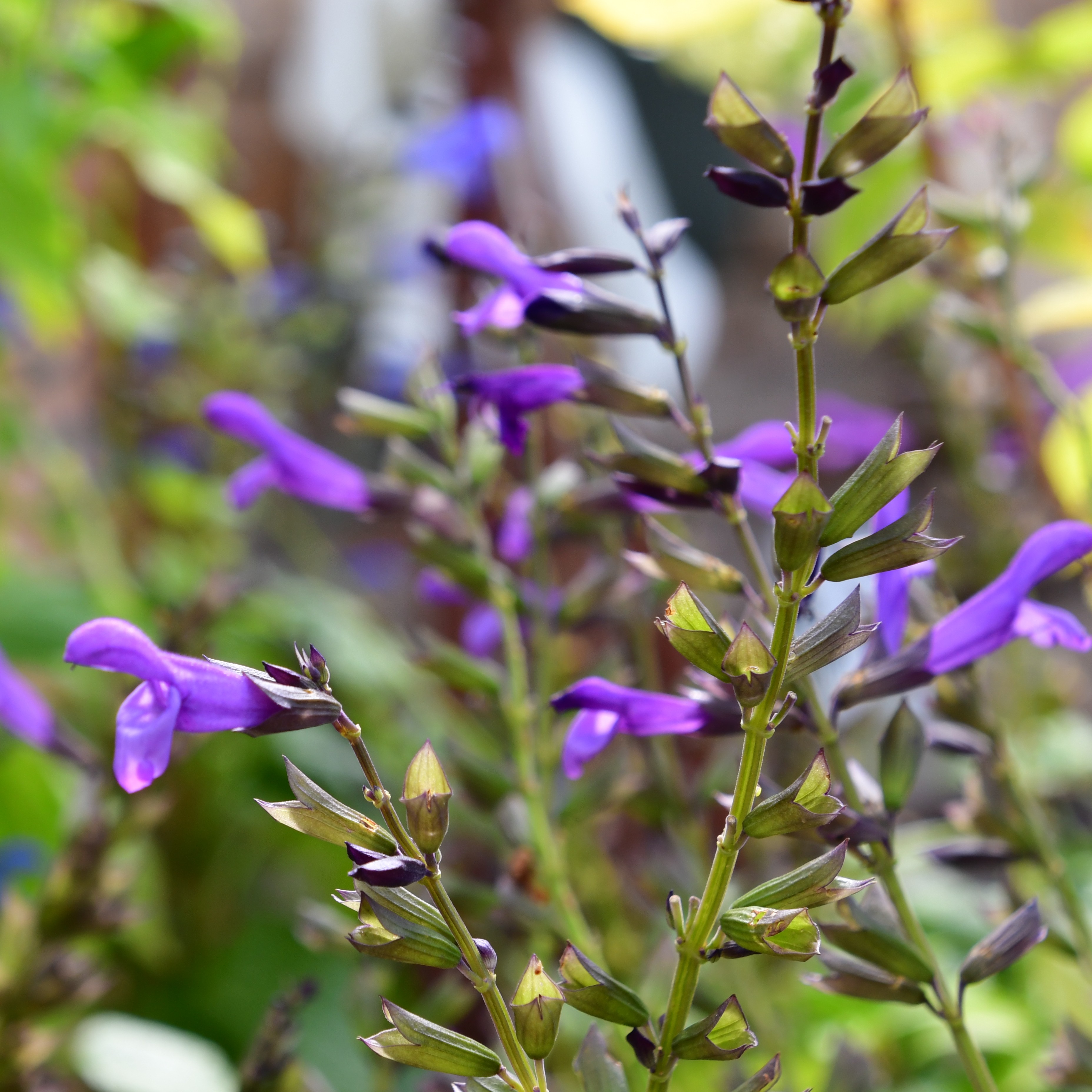Salvia Salgoon Lake Garda 3L
