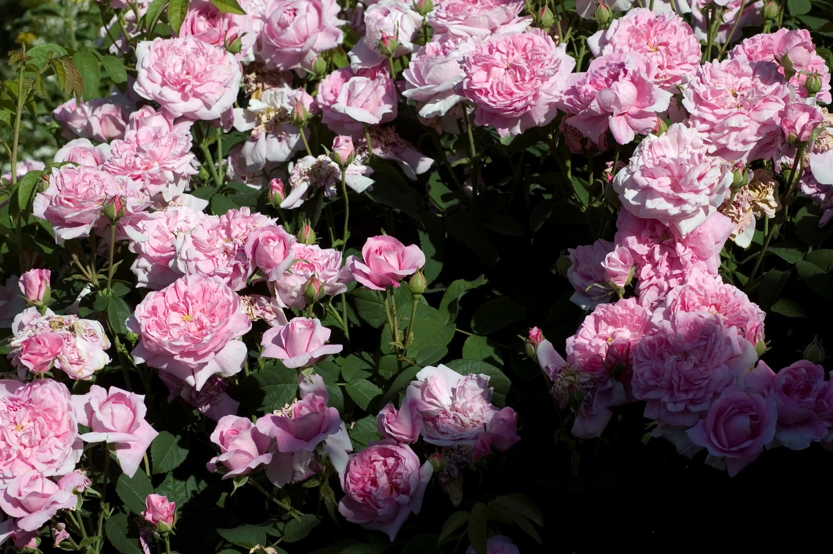 Ispahan / Pompon des Princes