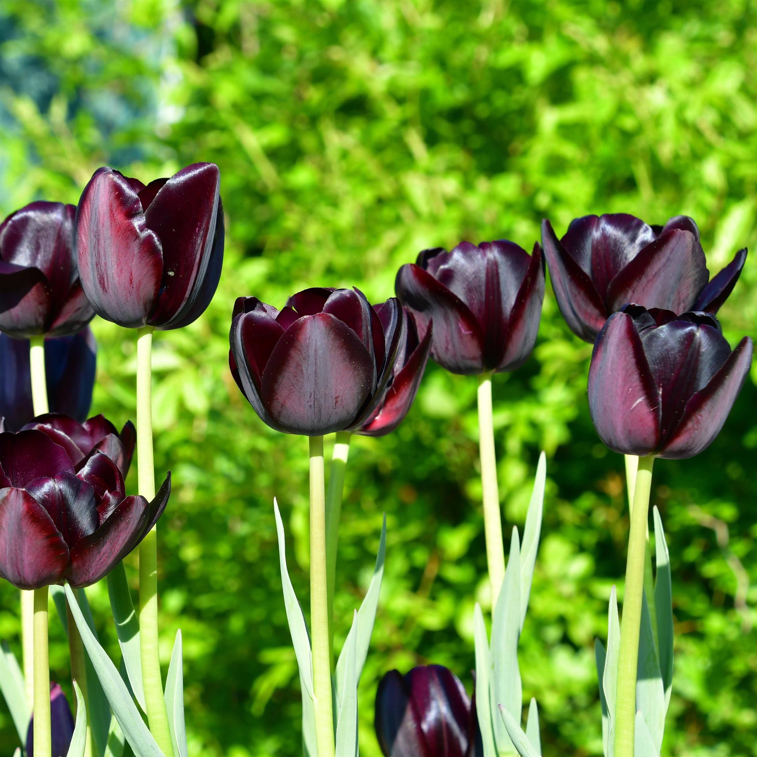 Tulpe Queen of Night