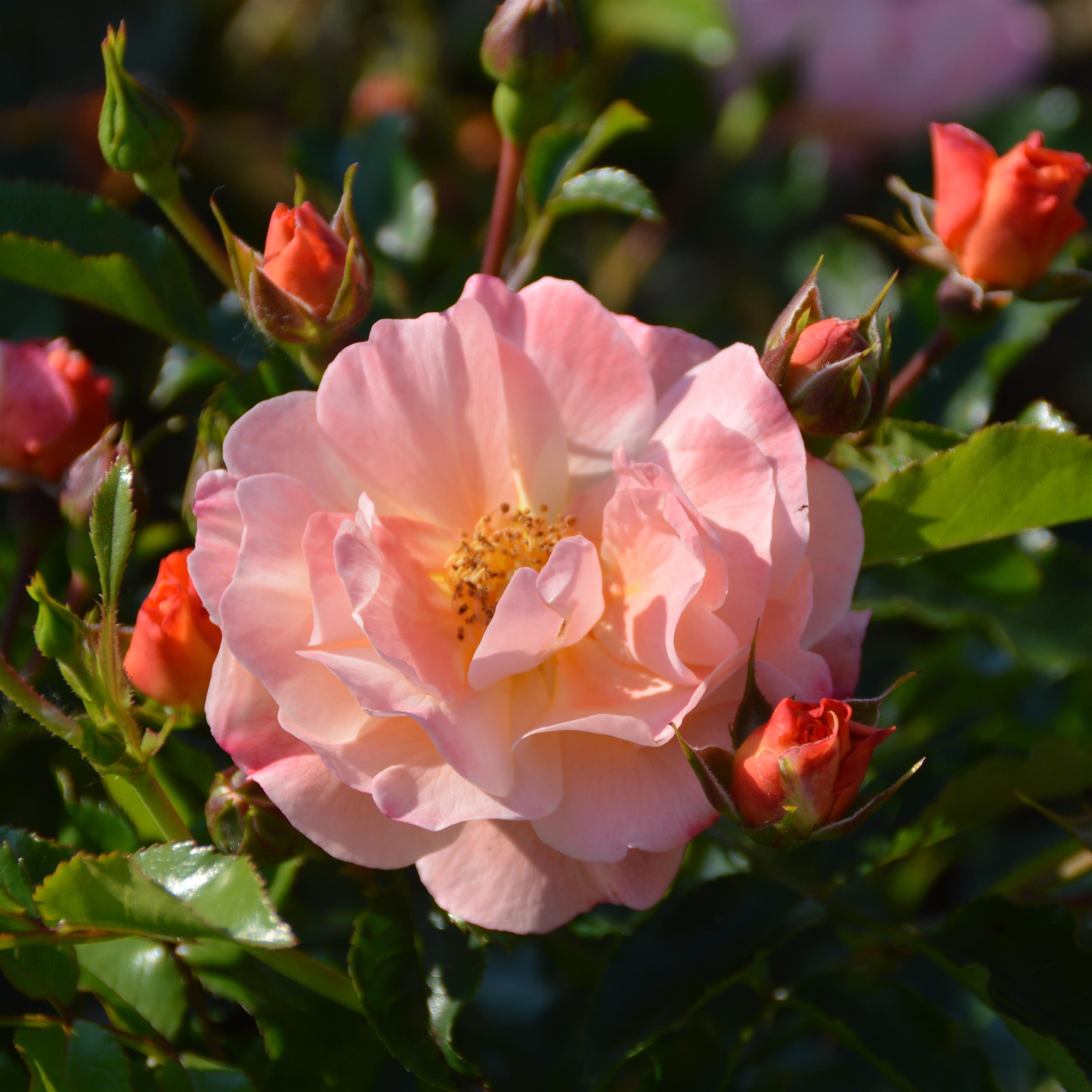 Amber Flower Carpet/Sedana