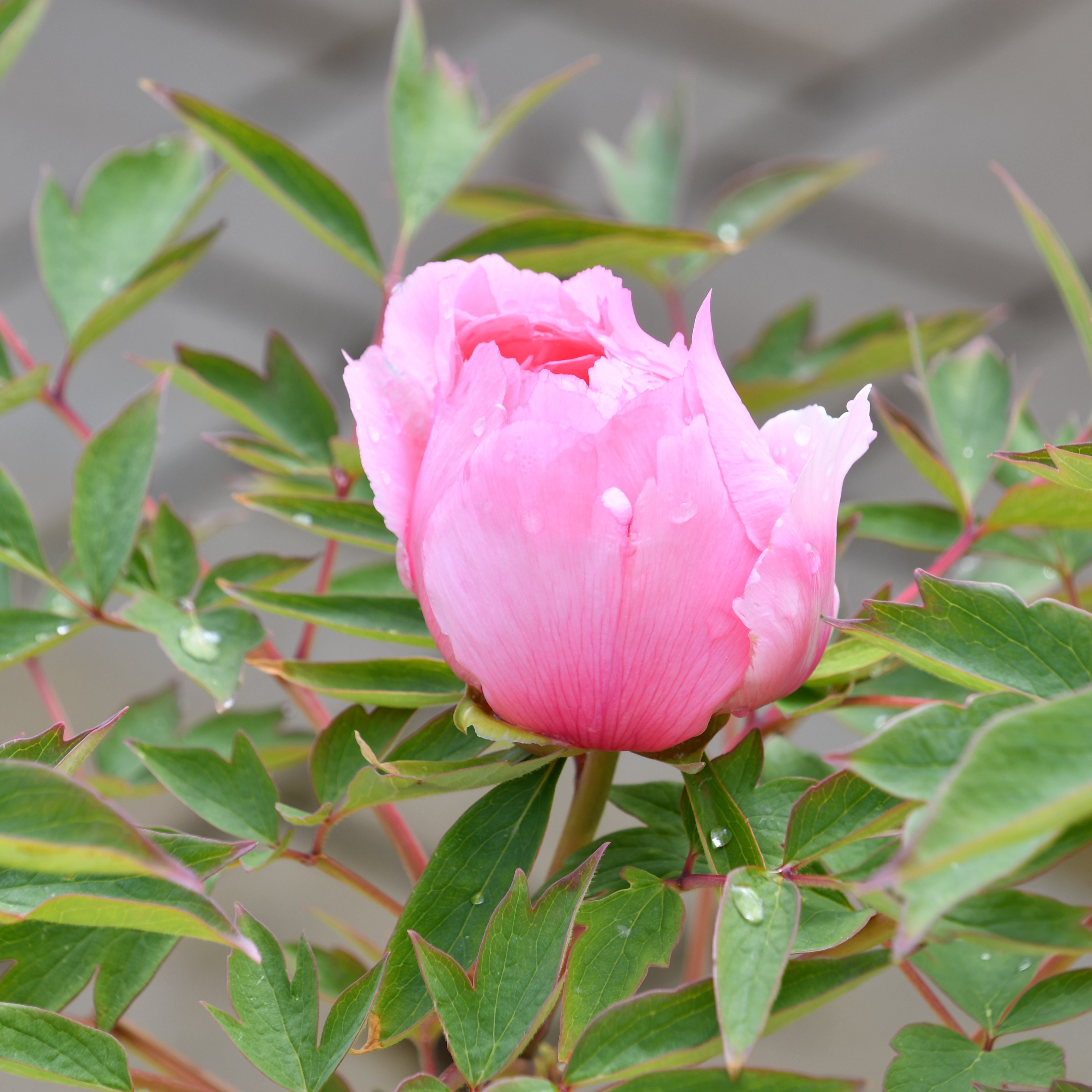 Paeonia suffruticosa Rou Fu Rong