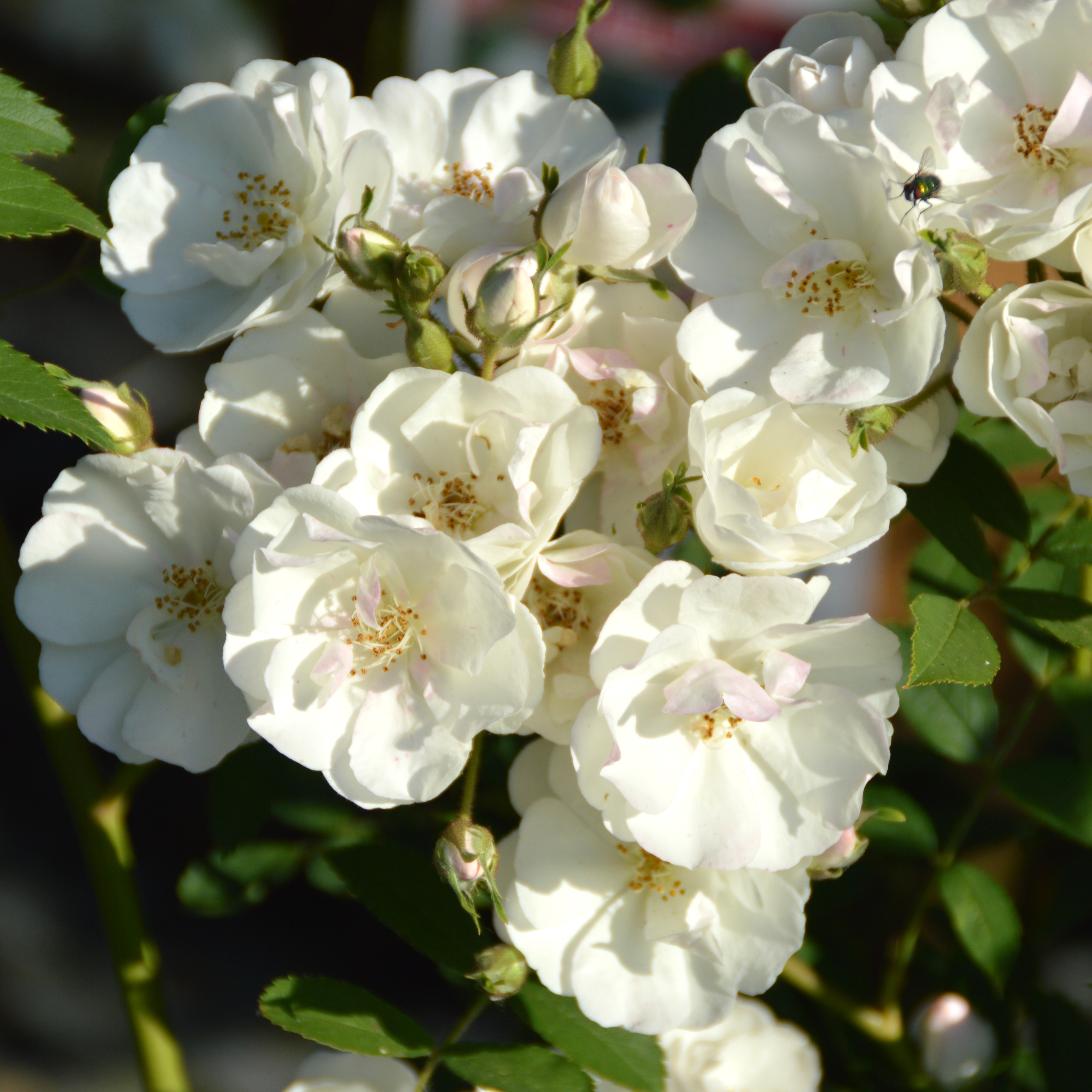 5x Blushing Bride - Romantische Rosenhecke in weiß