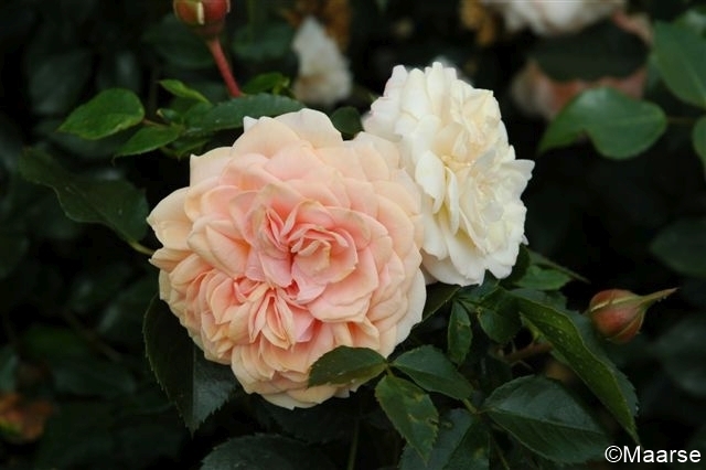 Garden of Roses/ Joie de vivre