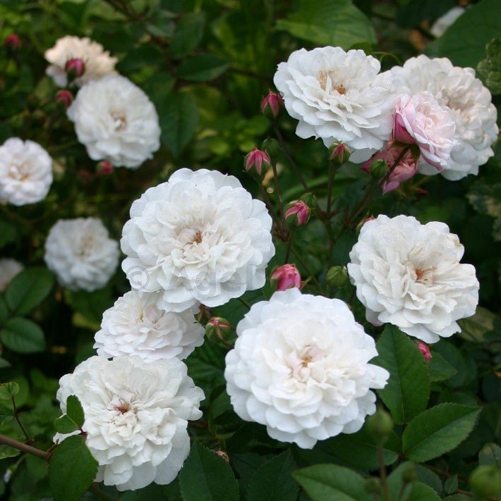 Little White Pet - Stammrose 110 cm