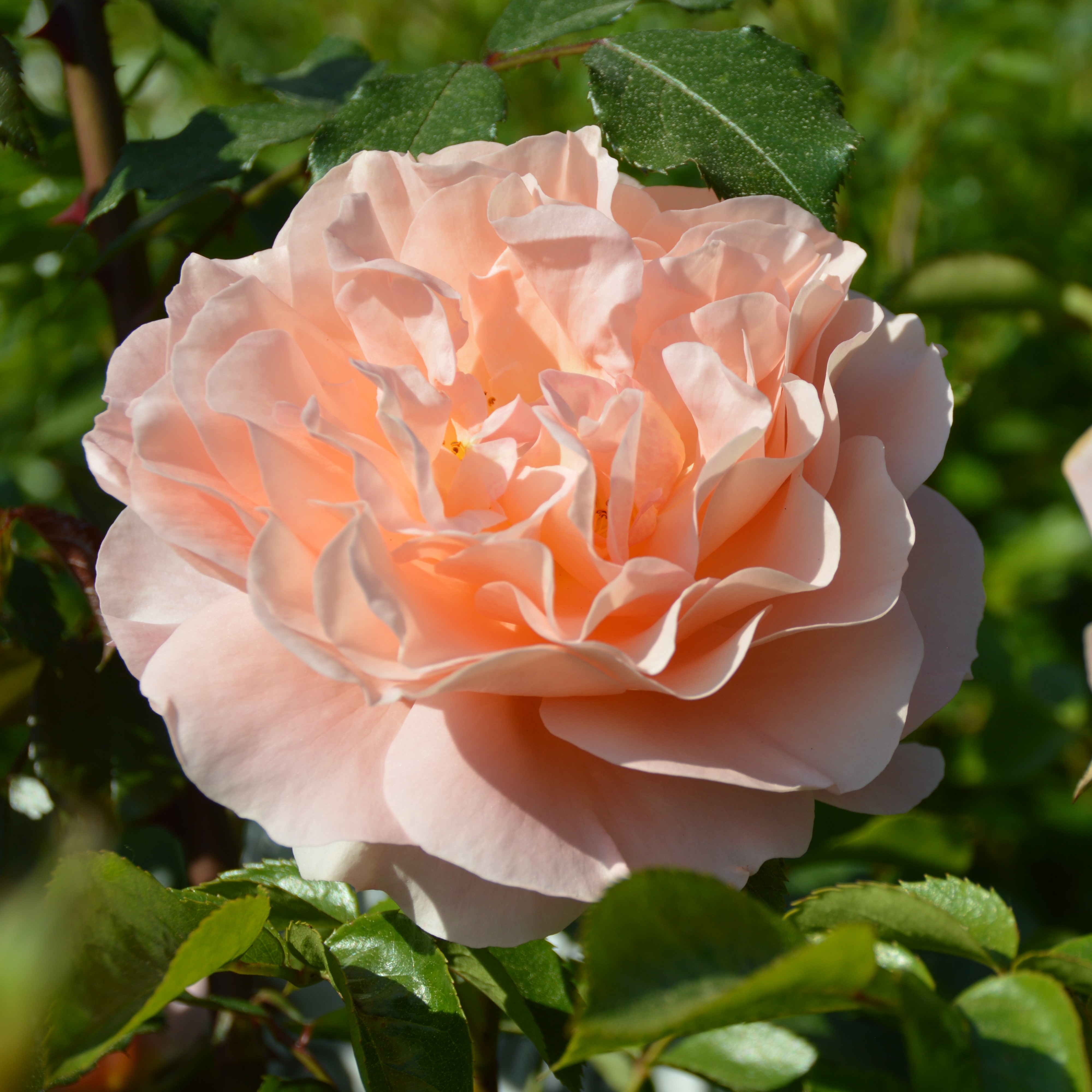 Sangerhäuser Jubiläumsrose