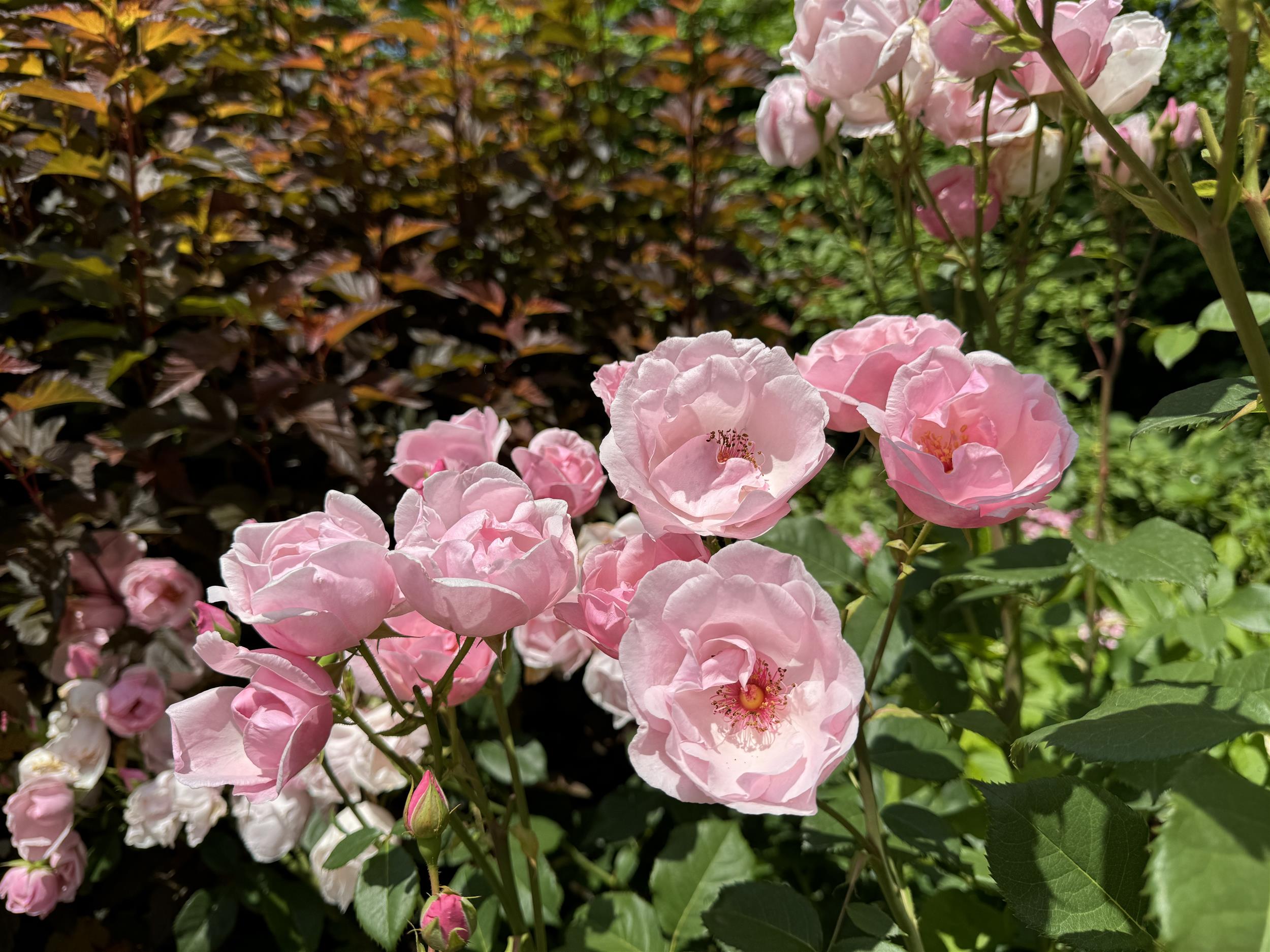 Pink Pillar
