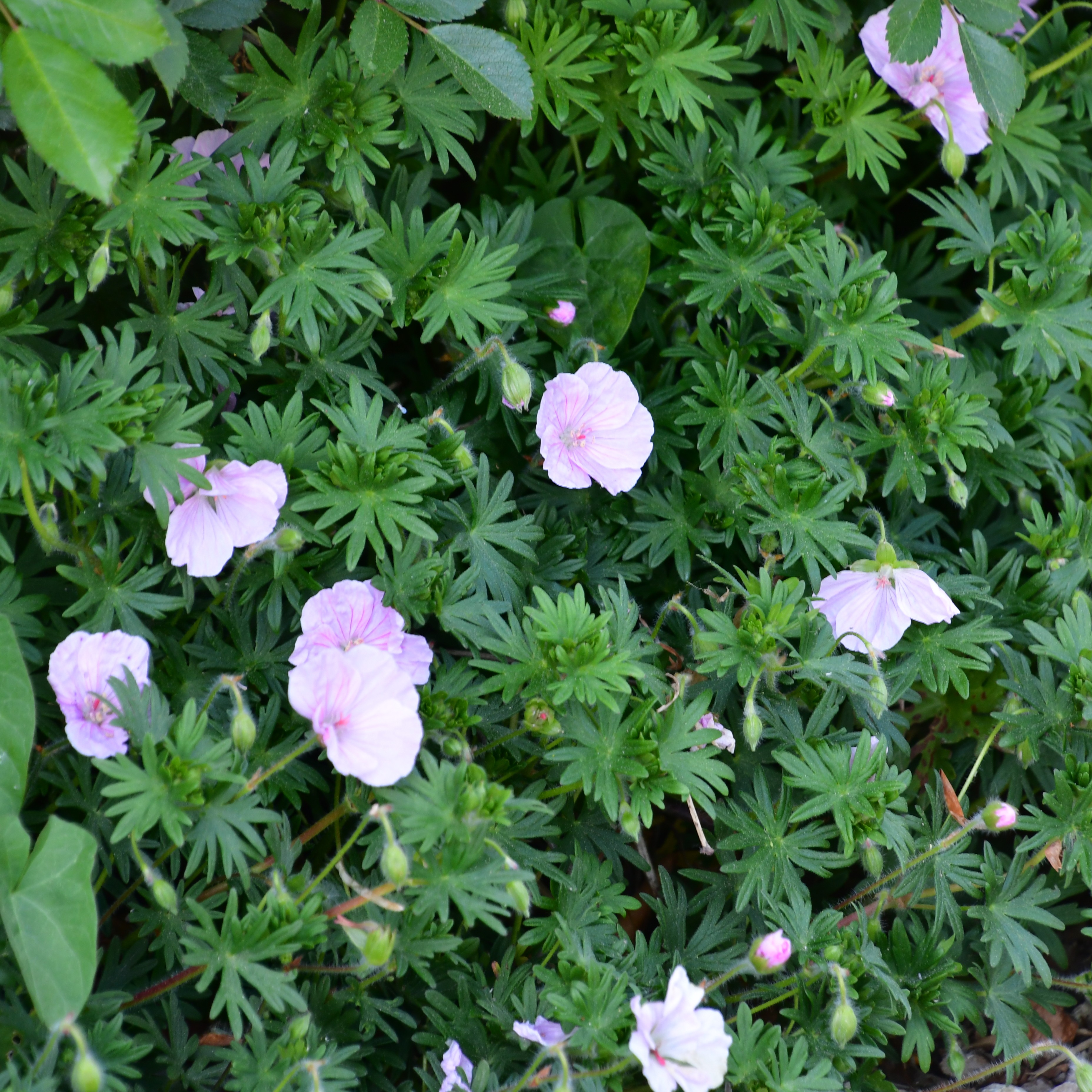 Geranium sanguineum var.striatum 0,5L