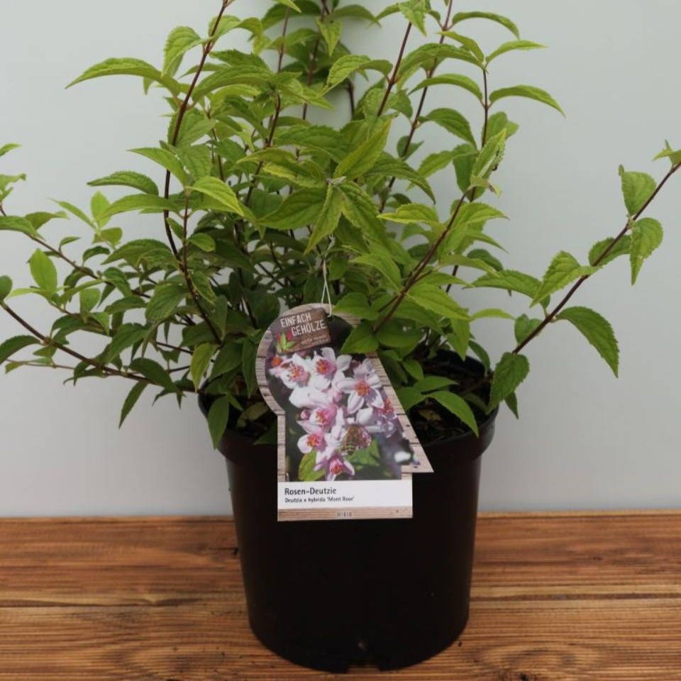 Deutzia hybrida ´Mont Rose`