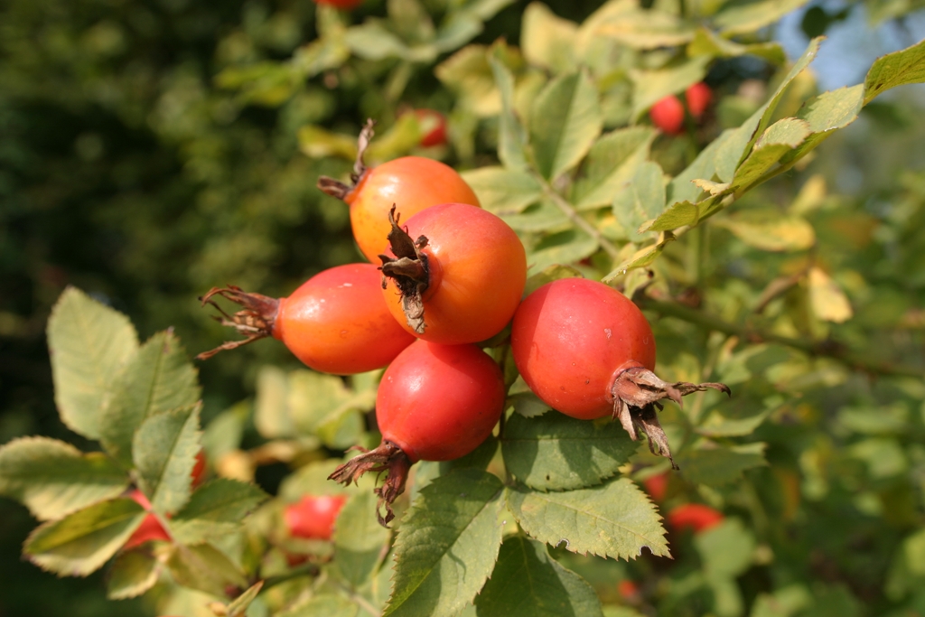Rosa scarmanii