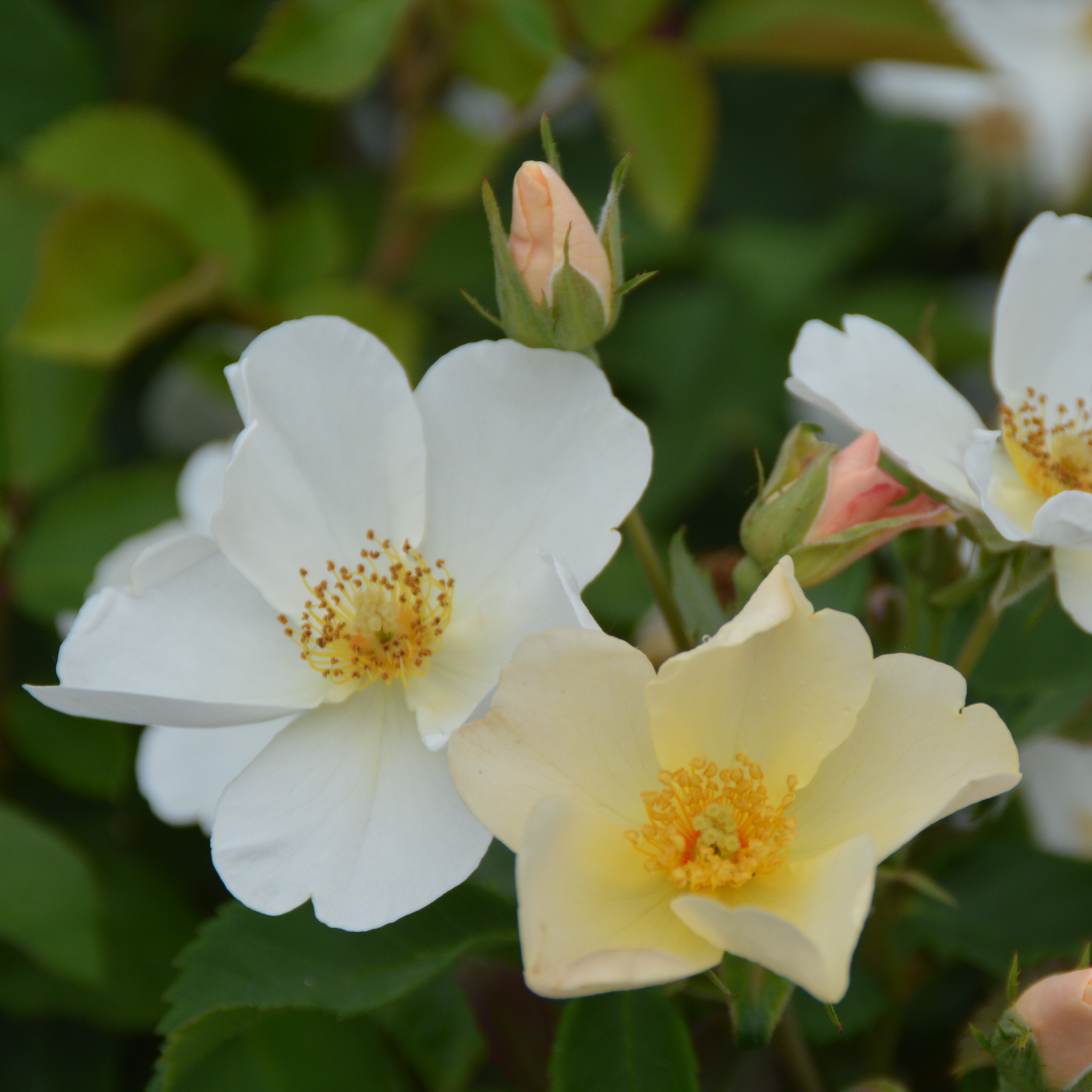 Kew Gardens
