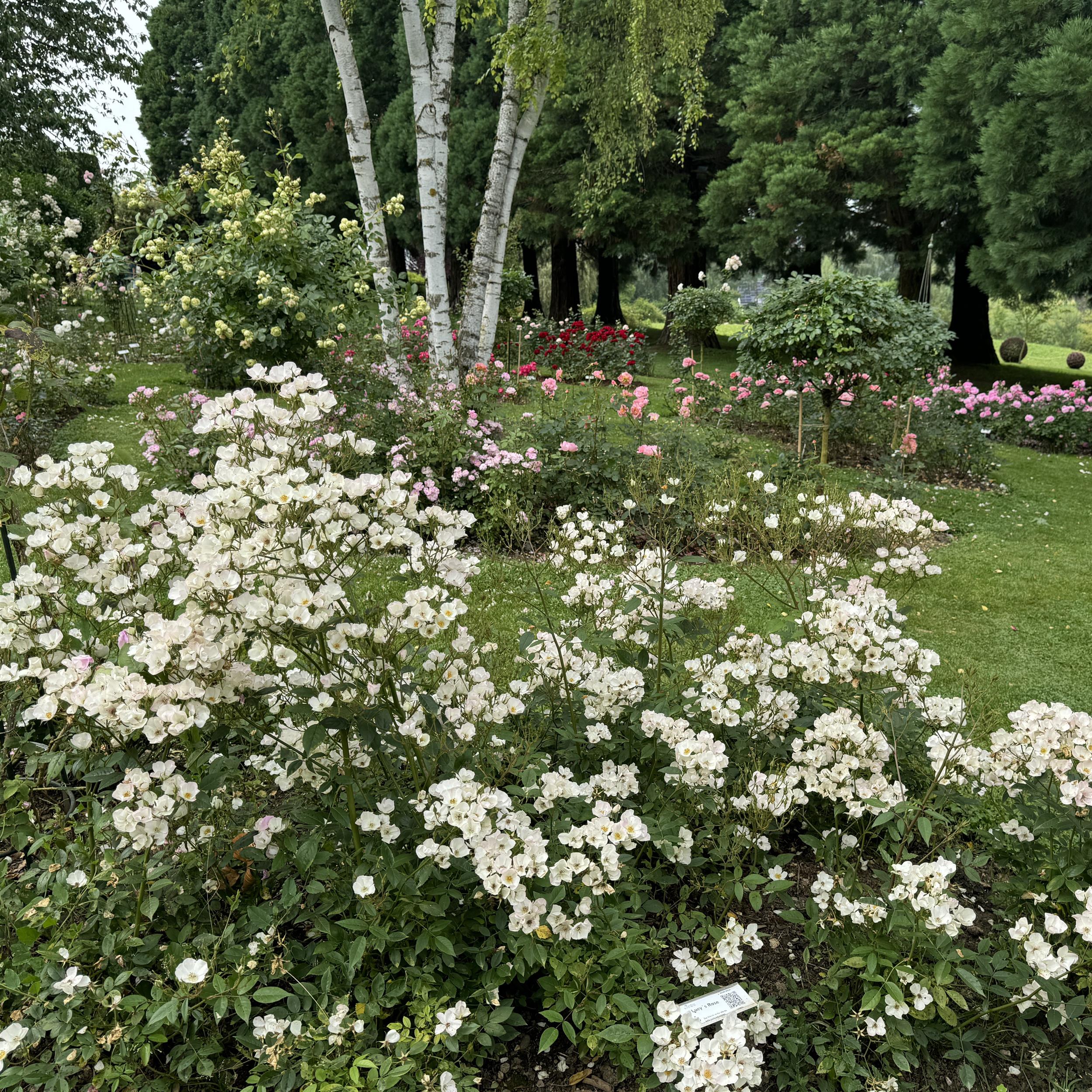 Lucy´s Rose