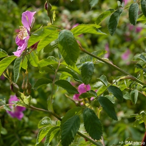 Rosa pendulina (Alpenrose)