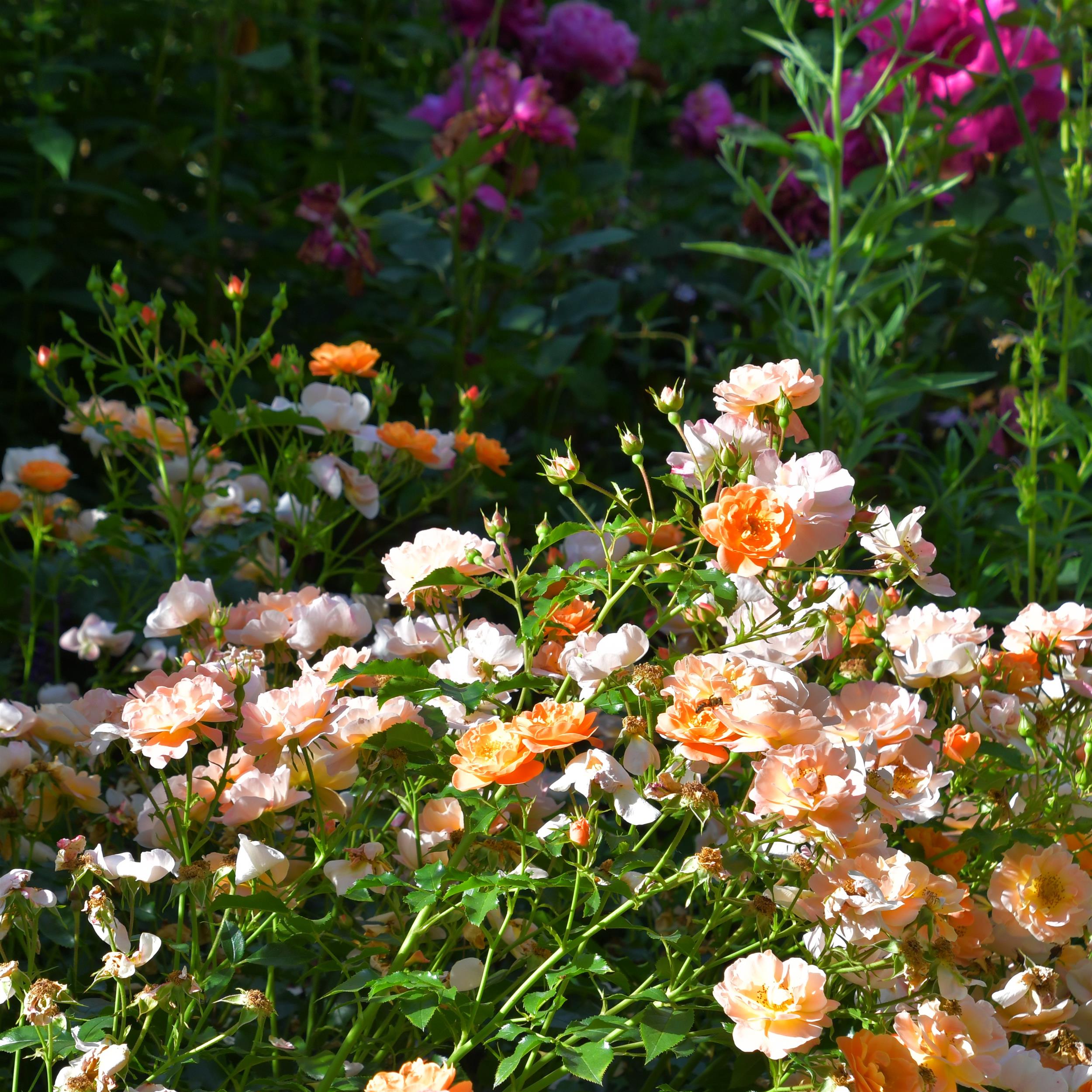 Amber Flower Carpet/Sedana