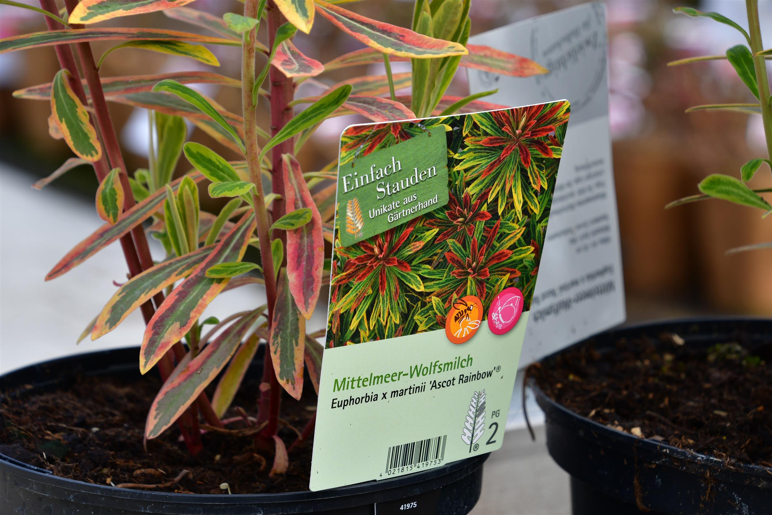 Euphorbia x martinii 'Ascot Rainbow' 1L
