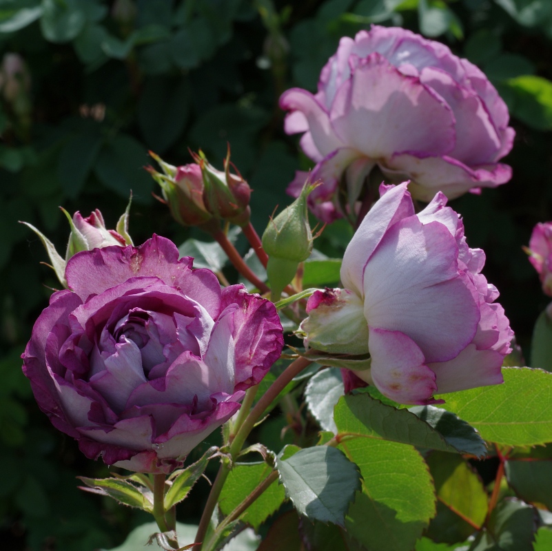 Huddersfield Choral Society