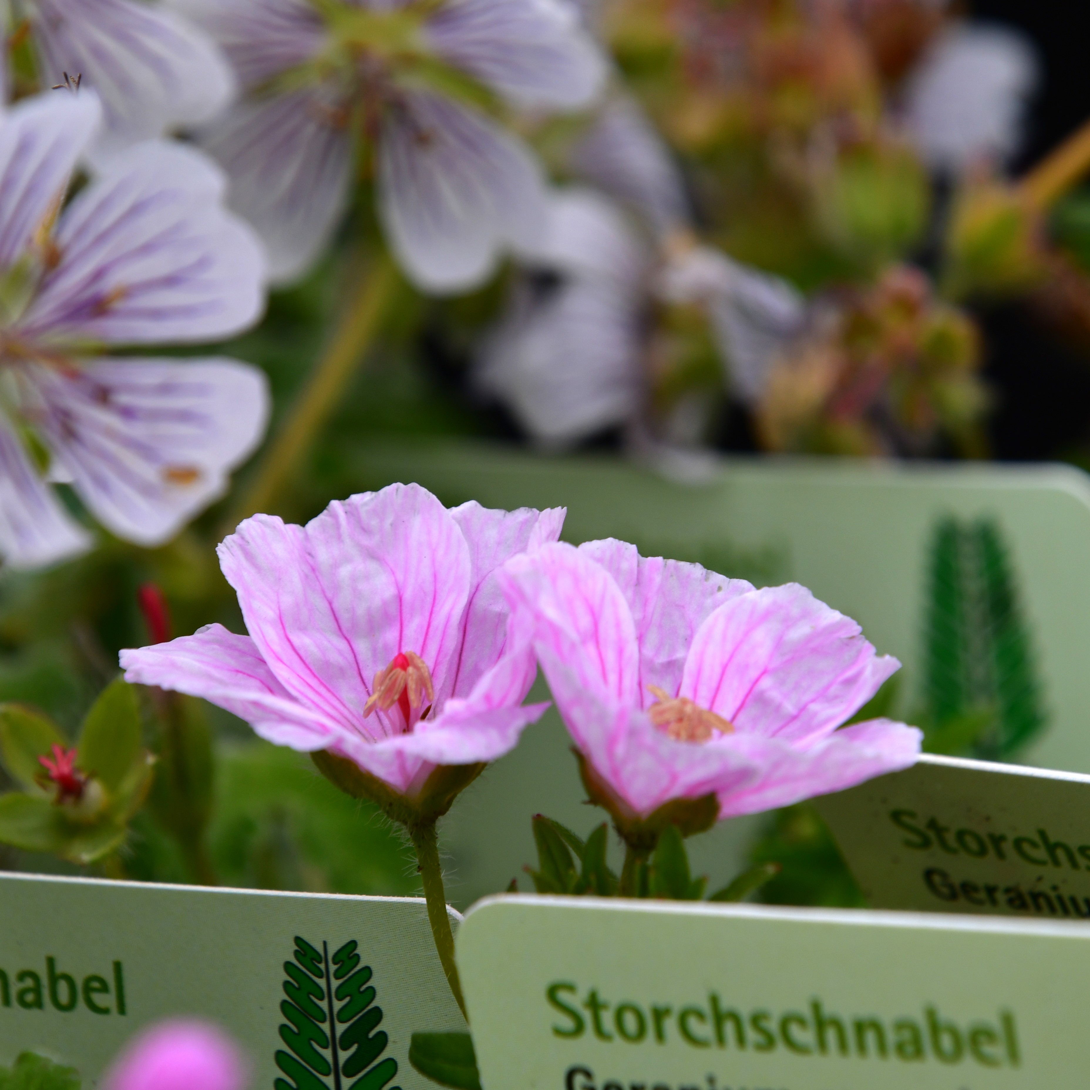 Geranium sanguineum var.striatum 0,5L