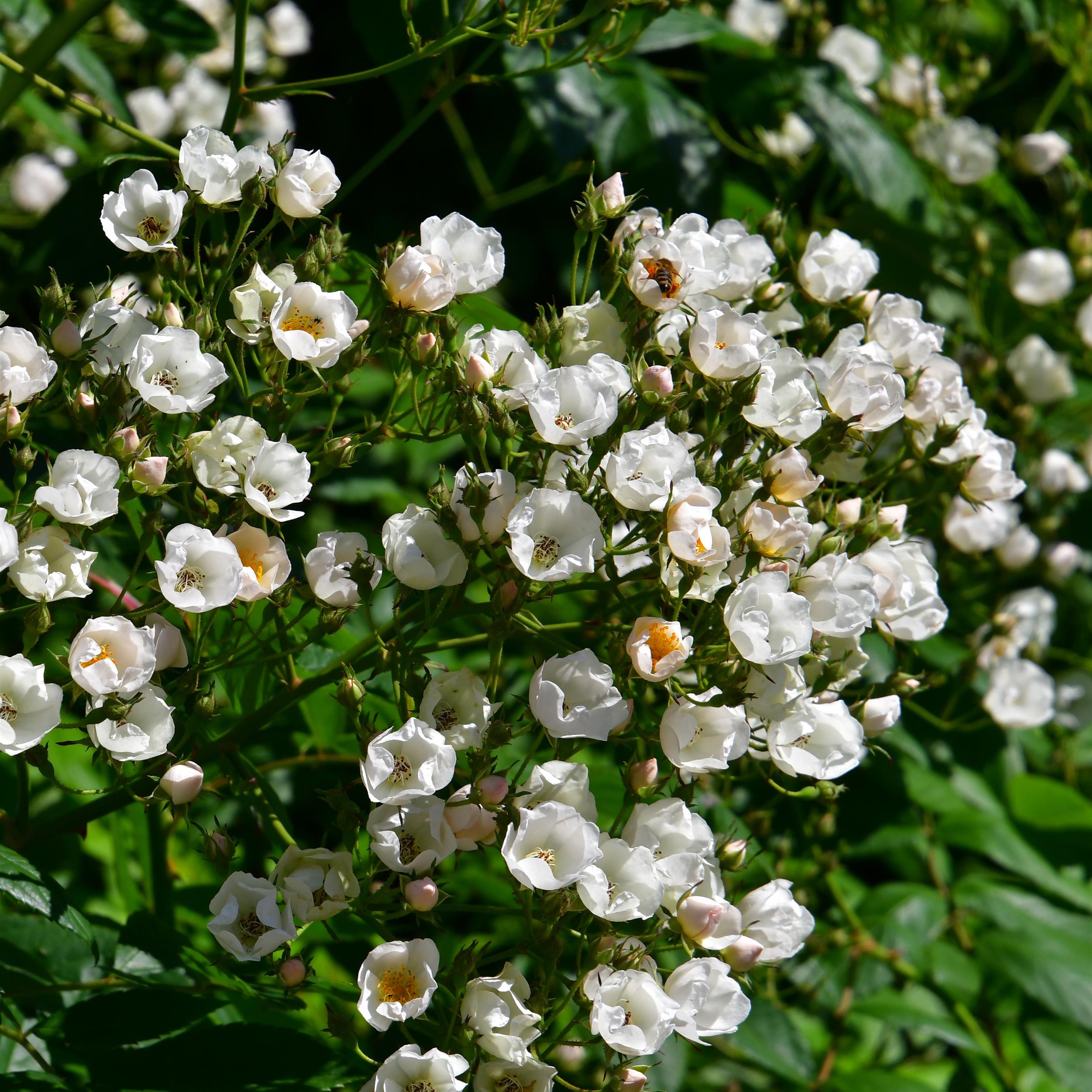 Ettenbühler Glöckchen