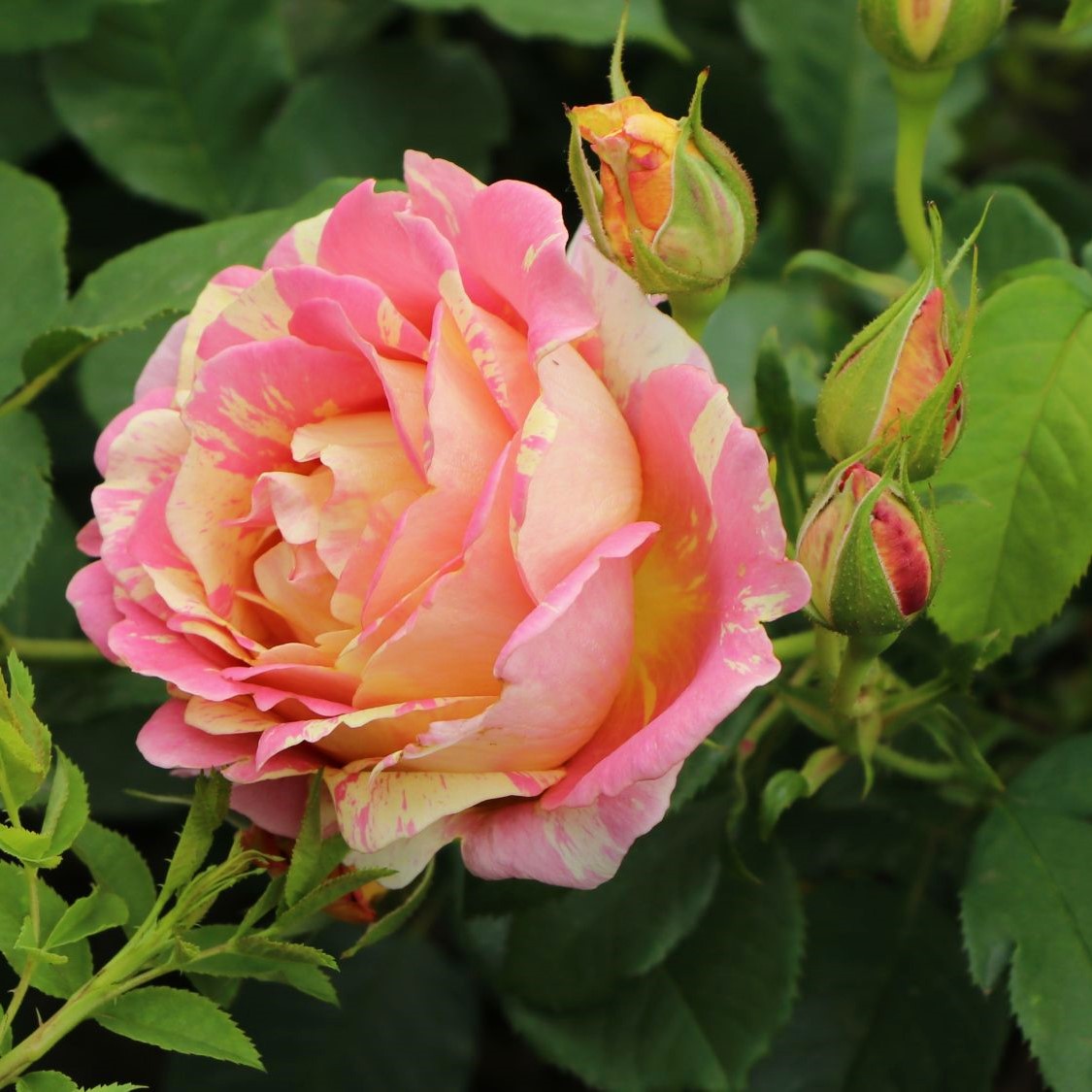 Rose des Cisterciens
