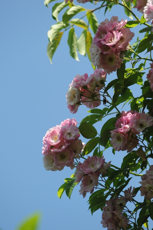 Apple Blossom