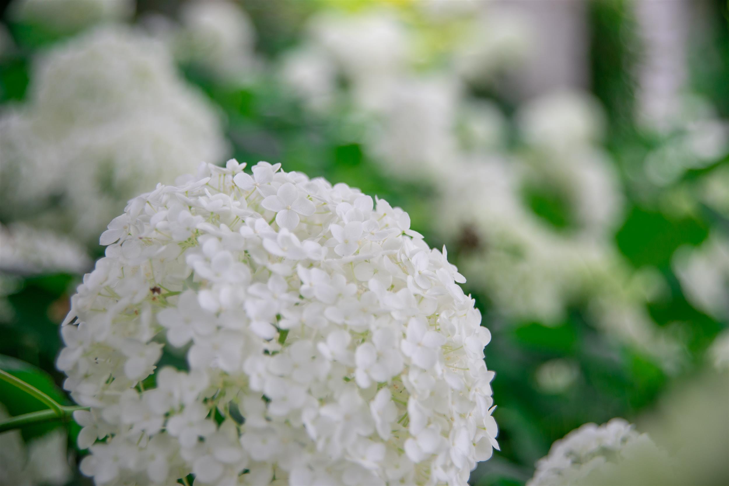 Hydrangea arborescens Annabelle 5L