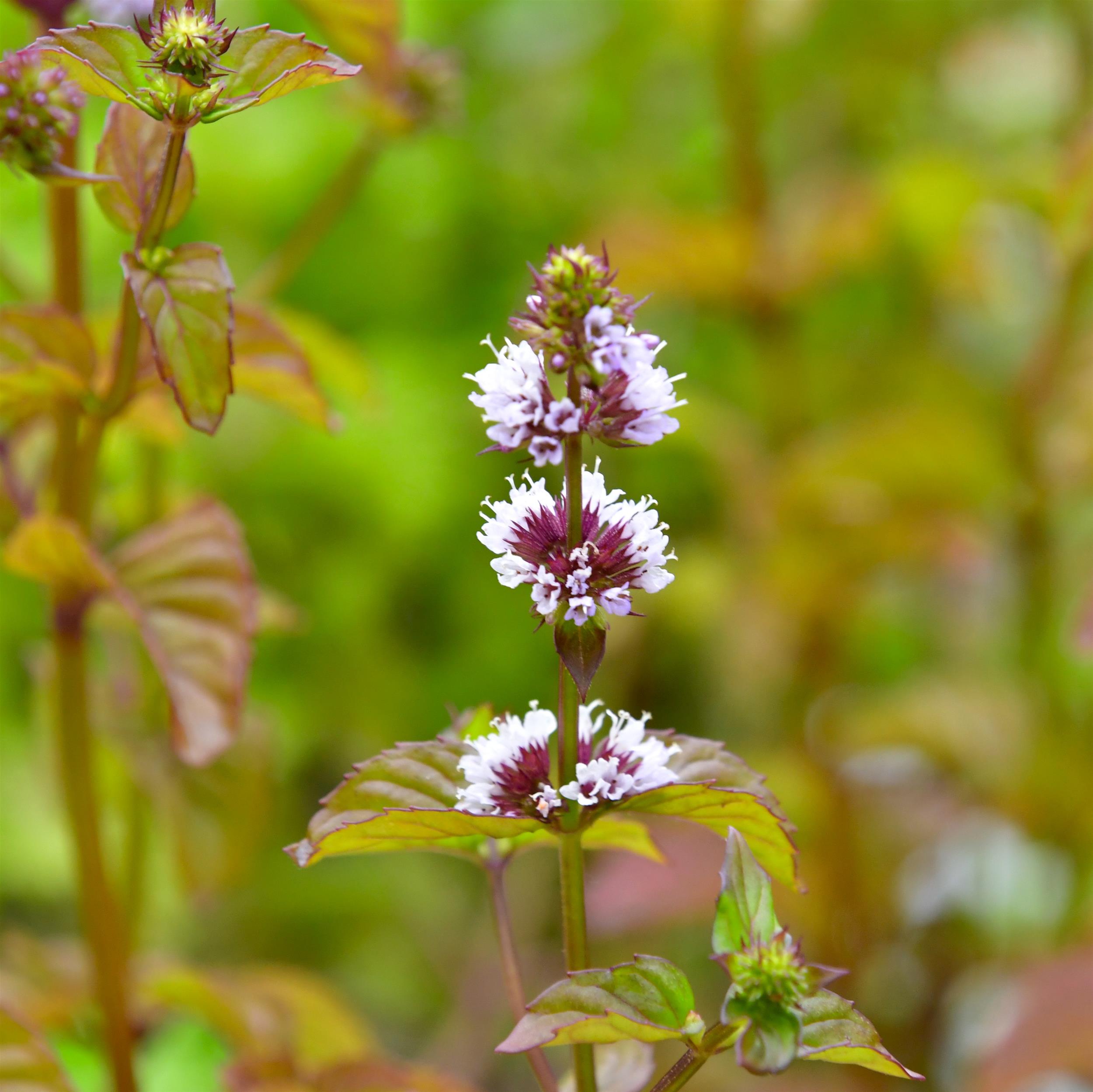 Mentha x piperita var. citrata 'Orange' 1L