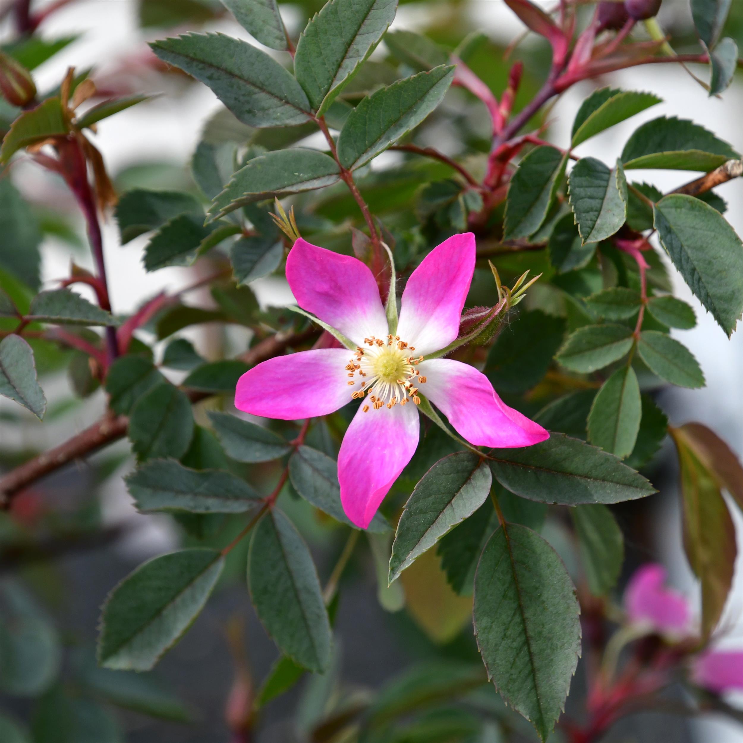 Rosa glauca
