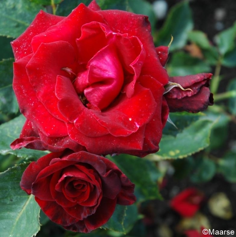 Black Baccara