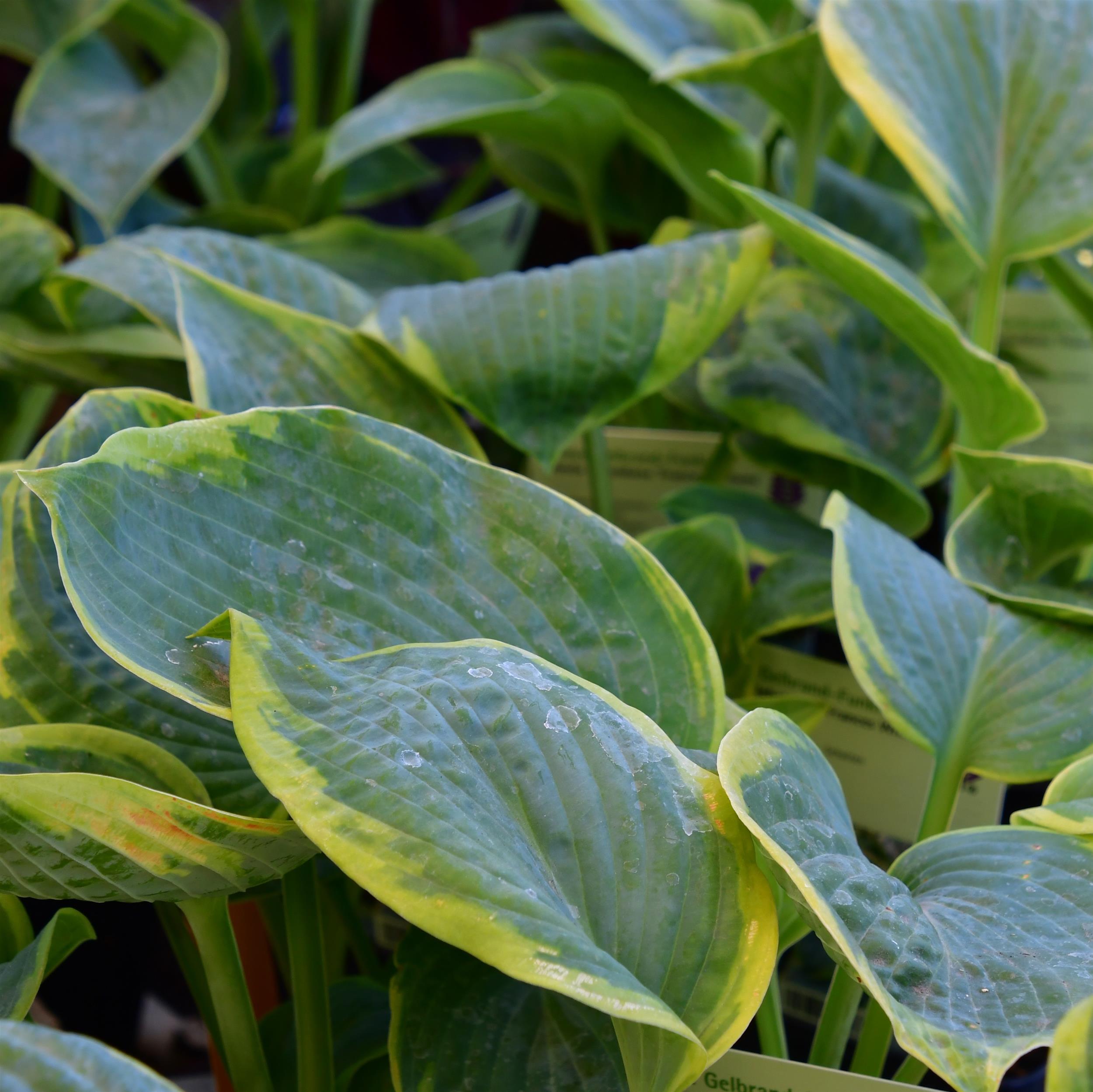 Hosta sieboldiana 'Frances Williams'  1L