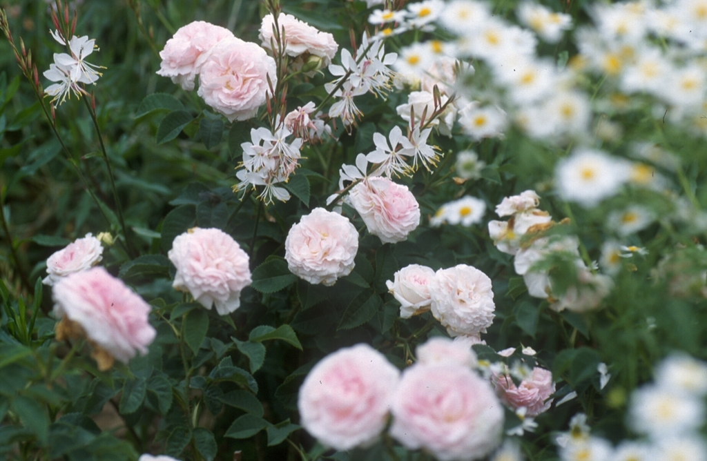 Great Maiden´s Blush