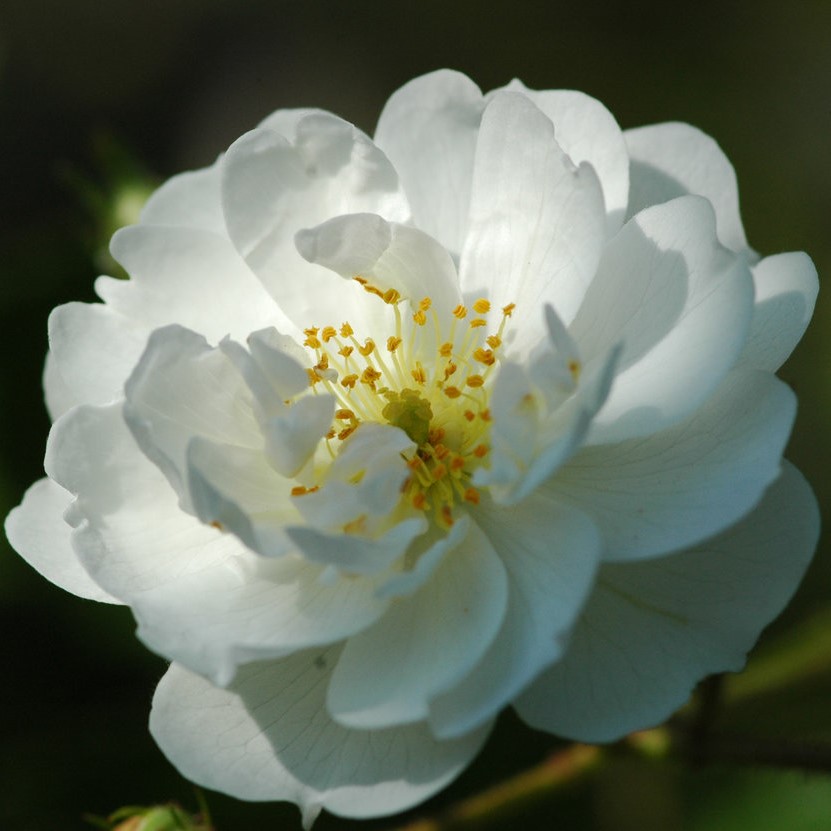 Guirlande d'Amour