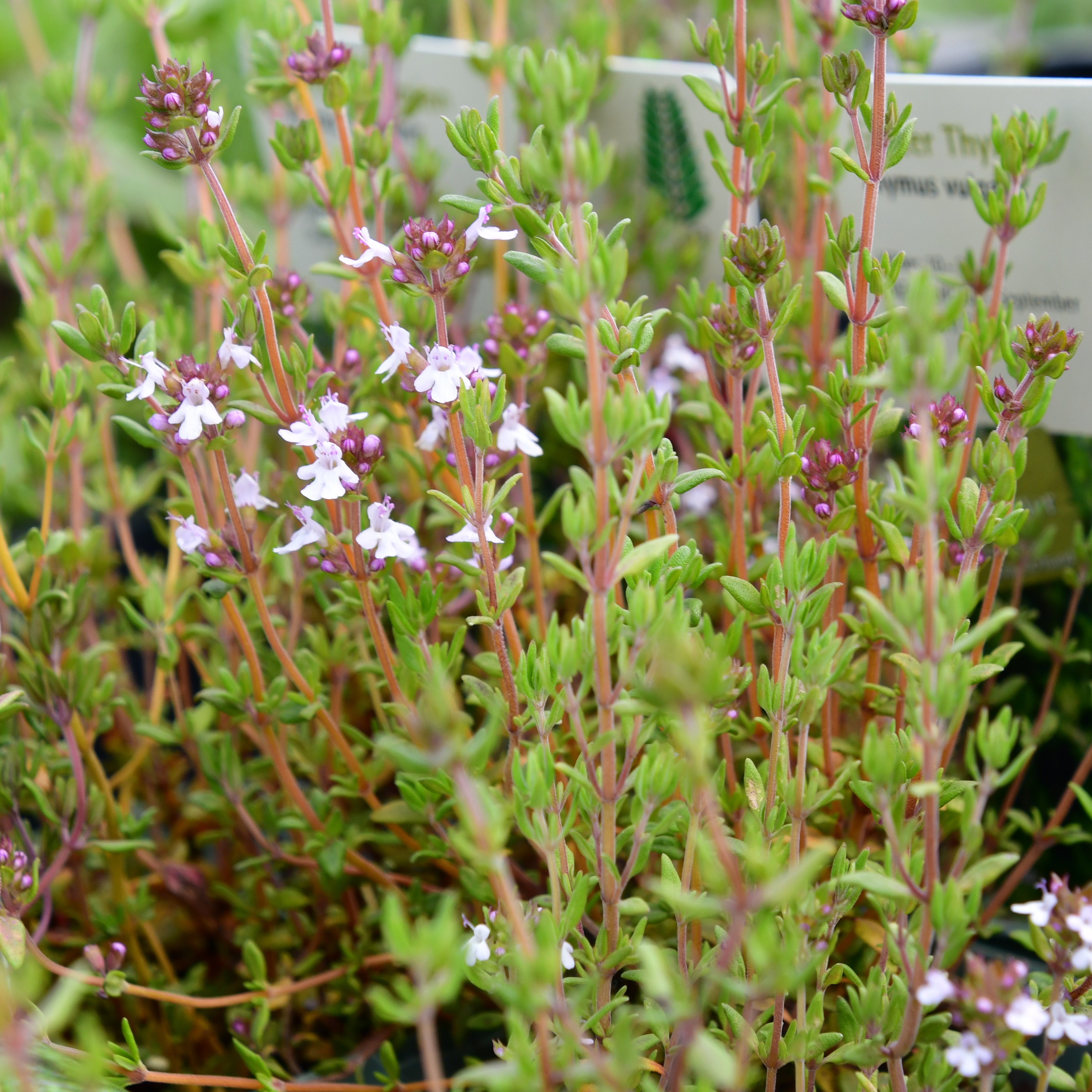 Thymus vulgaris 1L