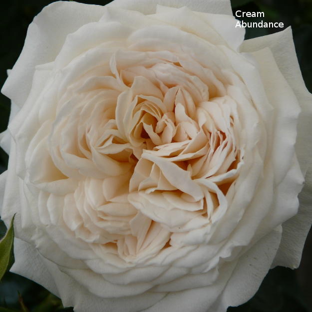 Cream Abundance