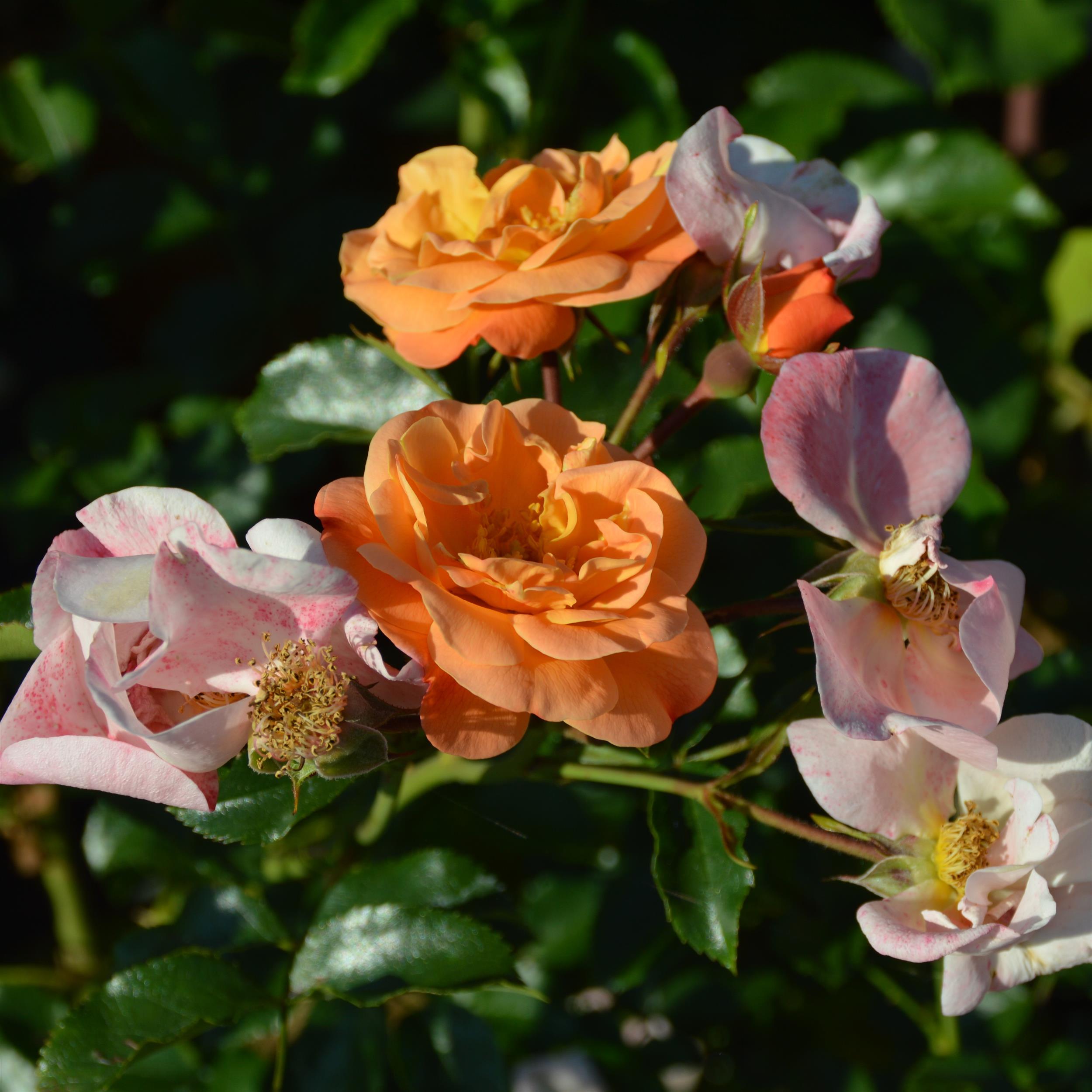Amber Flower Carpet/Sedana