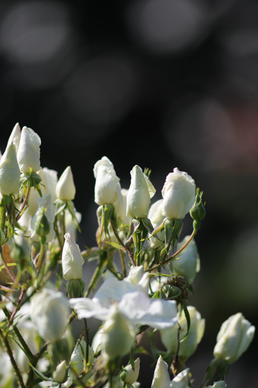 Clematis Rose