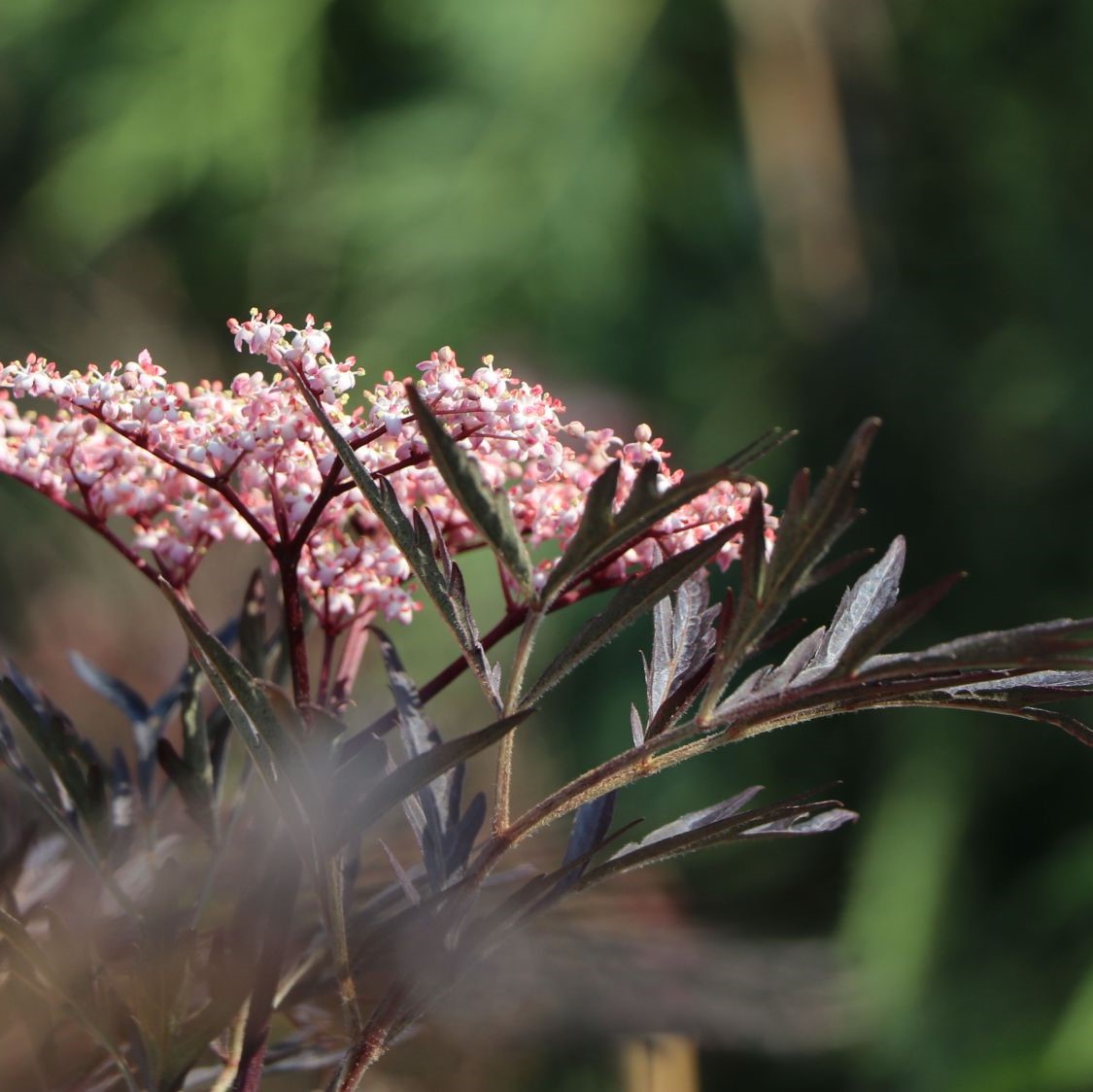 Sambucus nigra 'Black Lace' C5