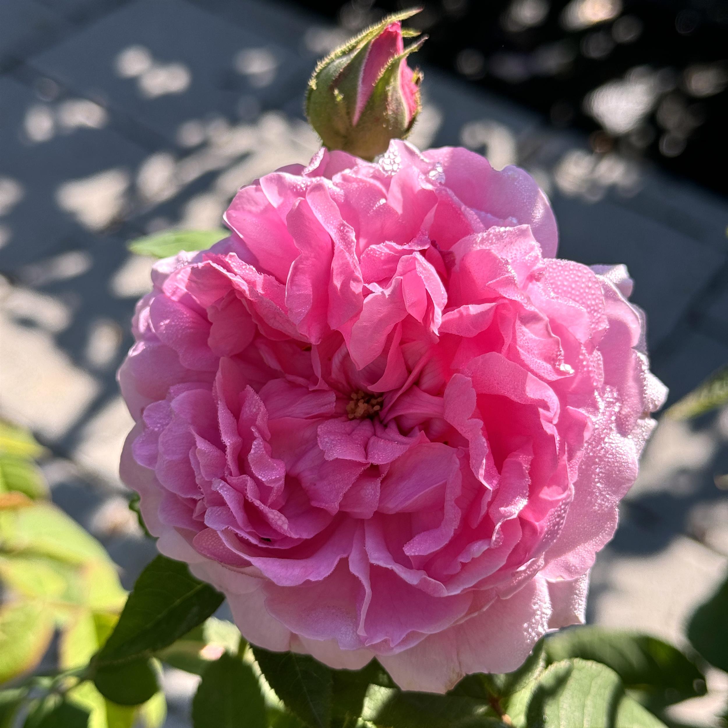 Comte de Chambord