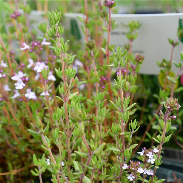 Thymus vulgaris 1L