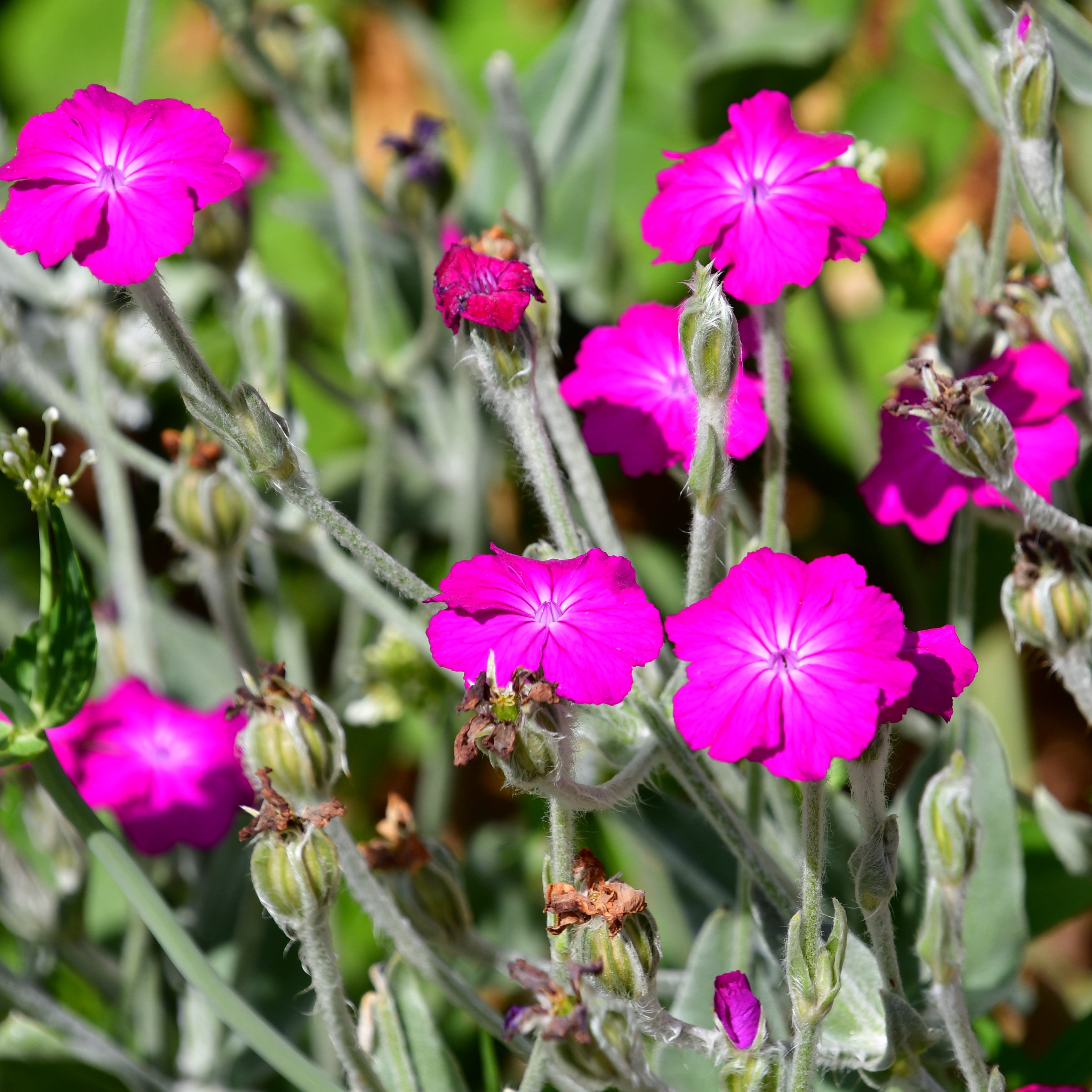 Lychnis coronaria 1L