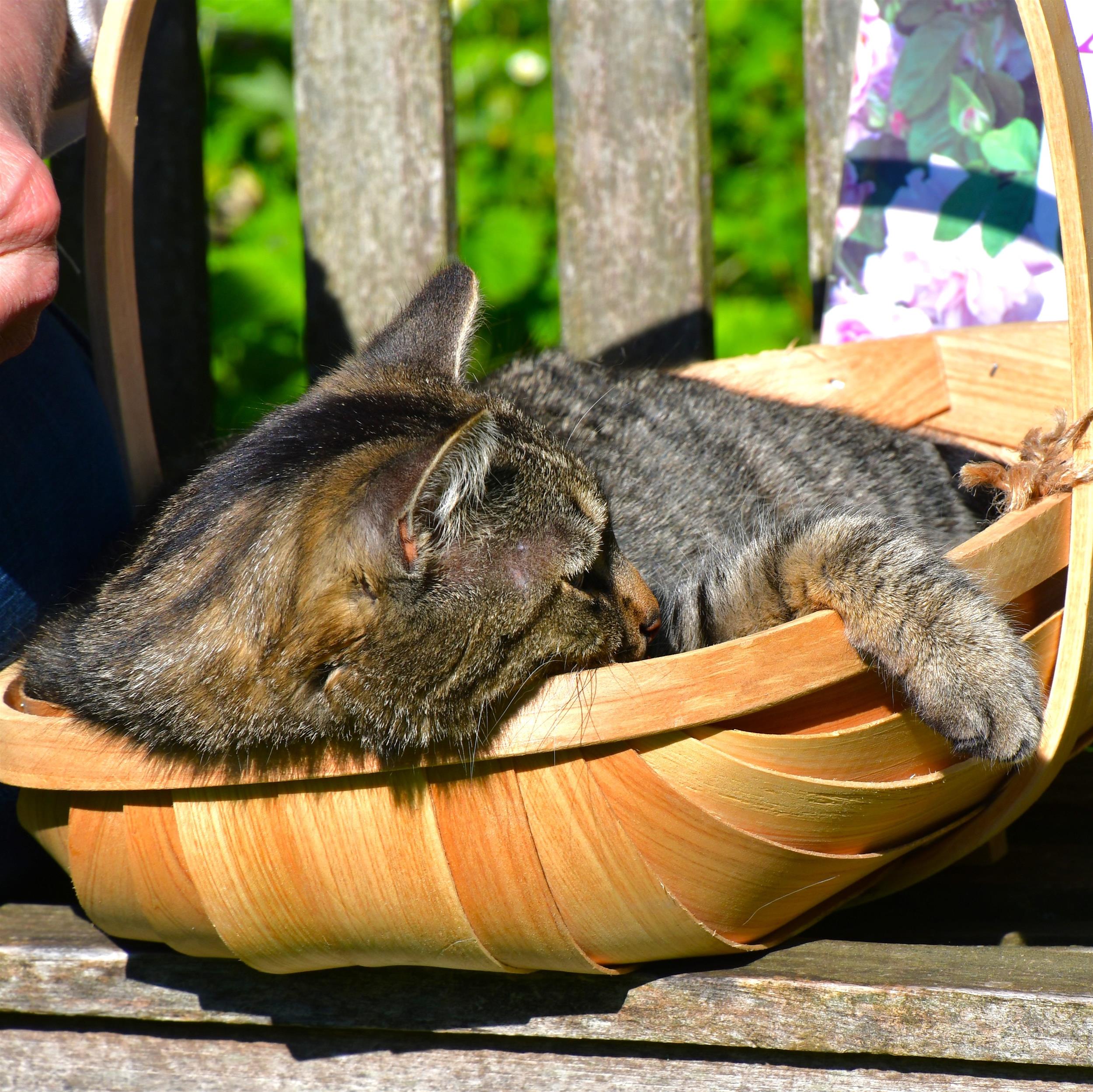 Katze jun. "Esmeralda" im Korb