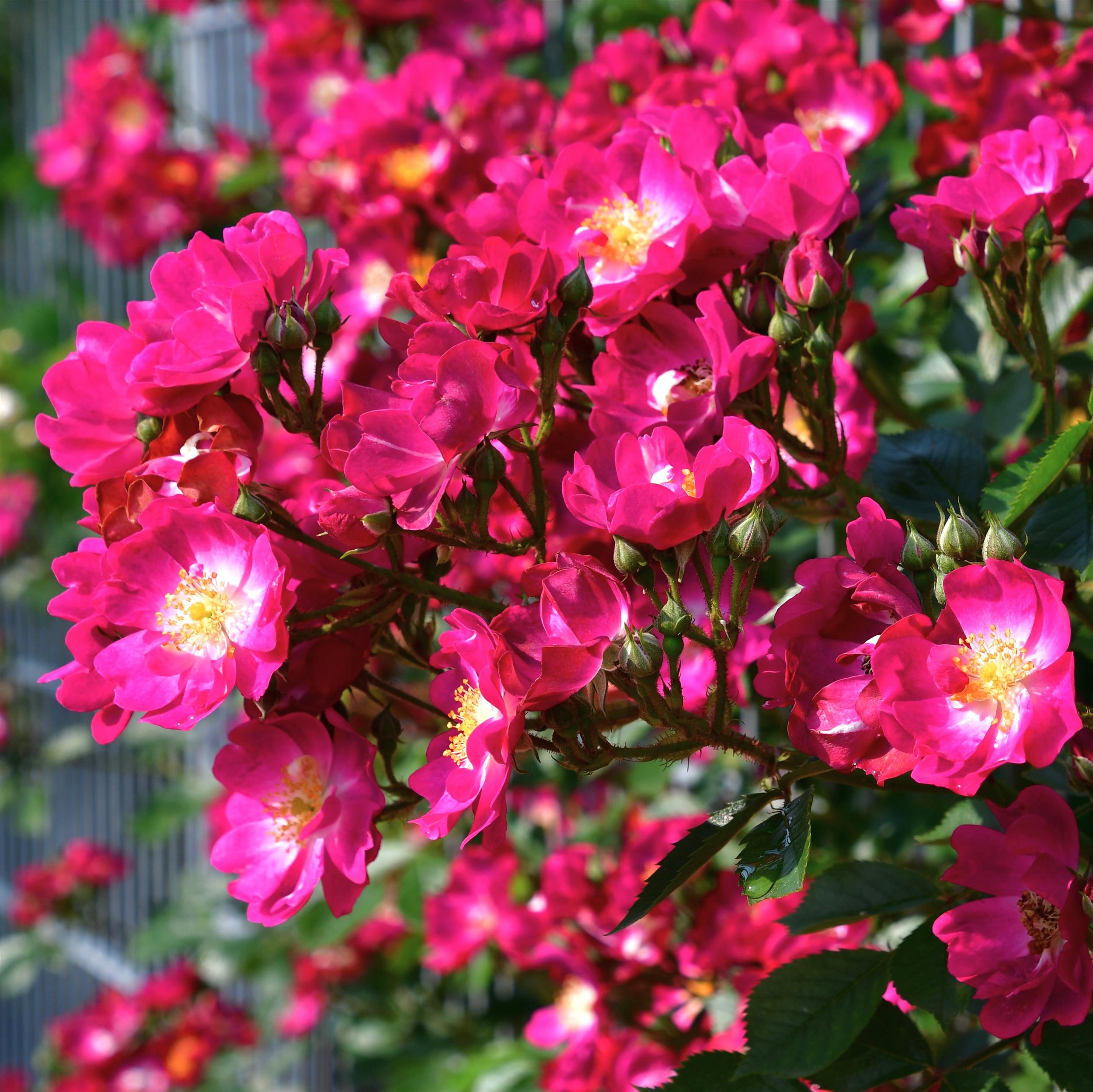 The Bishop´s Rambler