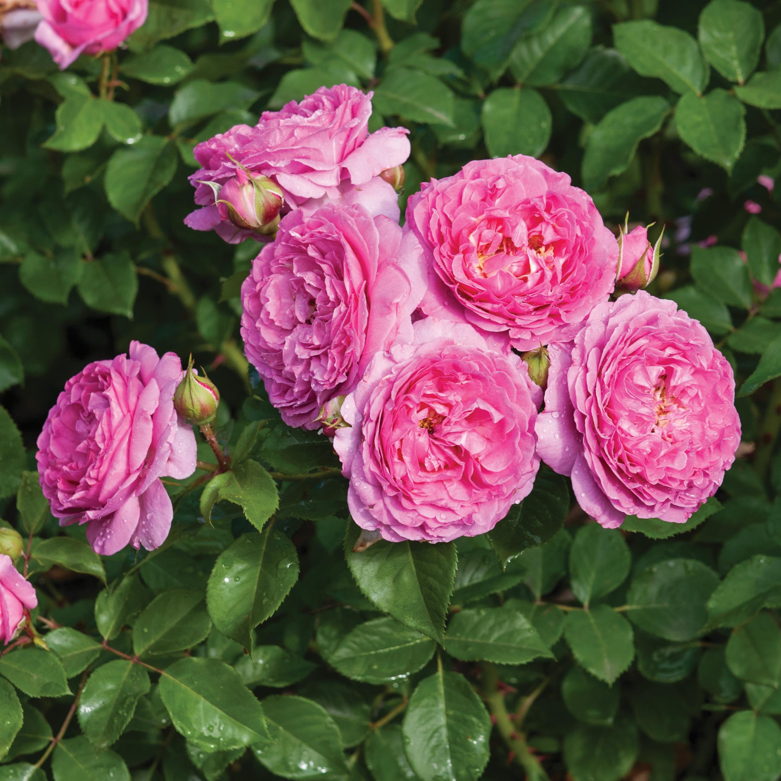 Renée van Wegberg - Essbare Rose