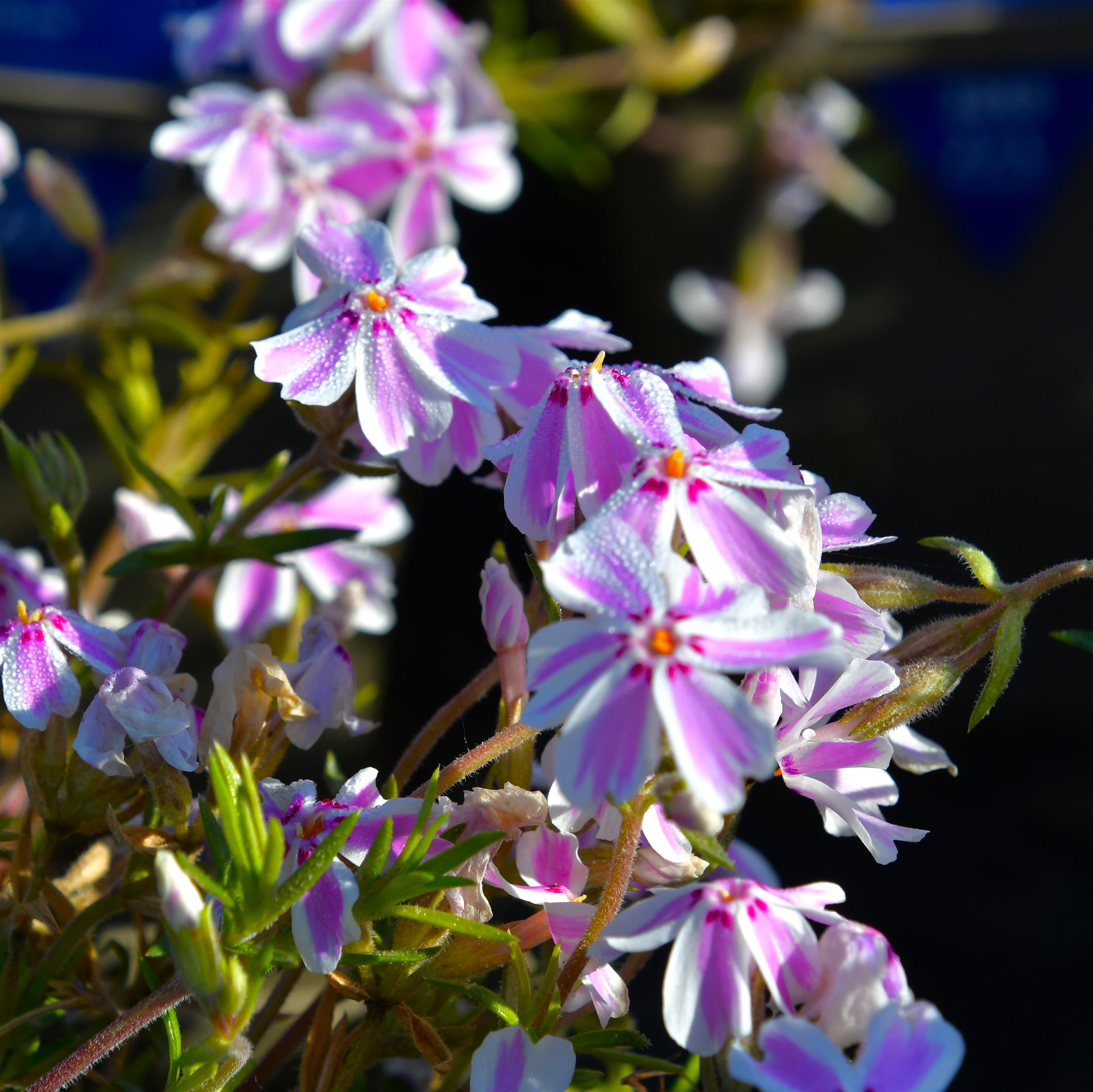 Phlox Candy Stripes