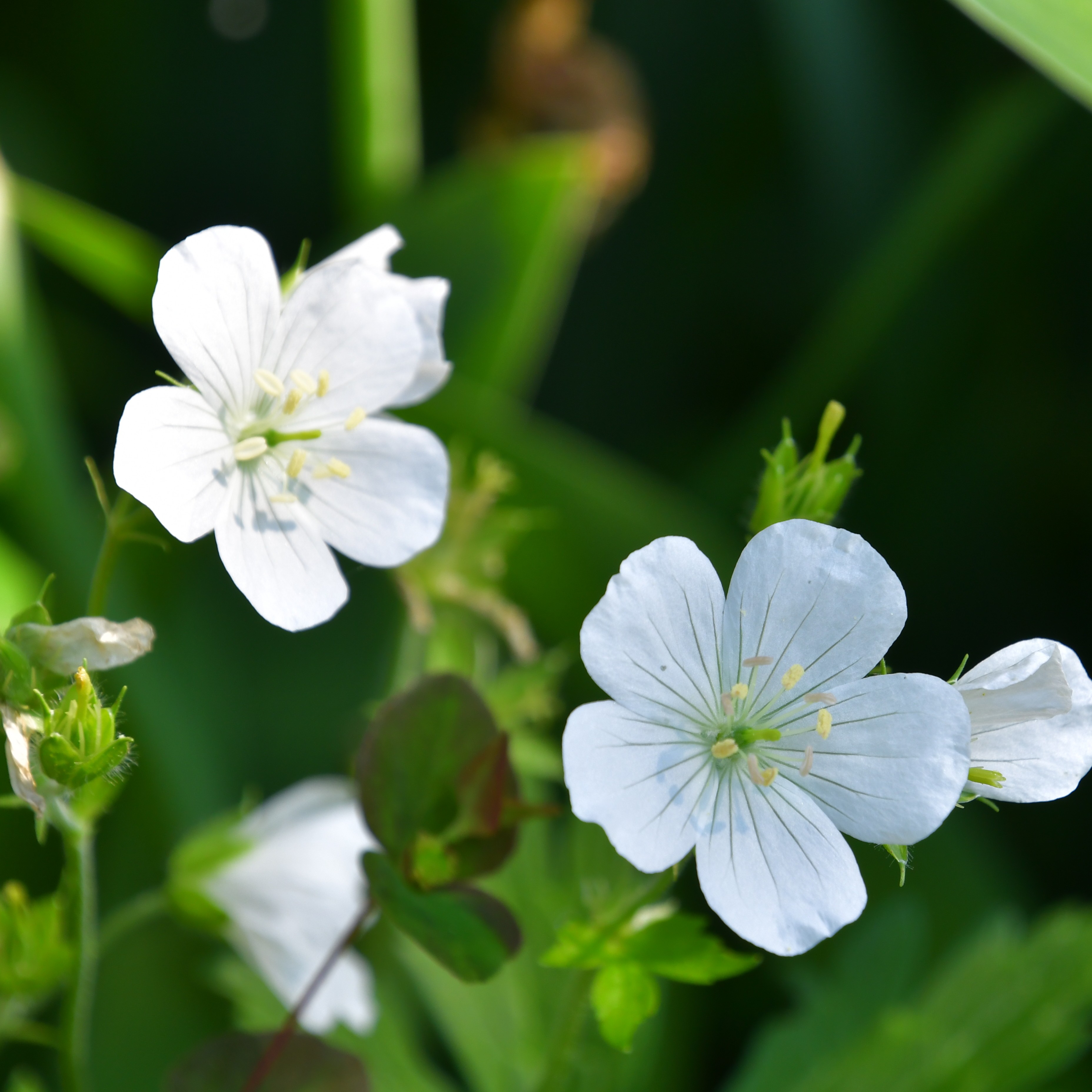 Geranium maculatum 'Album' 1L